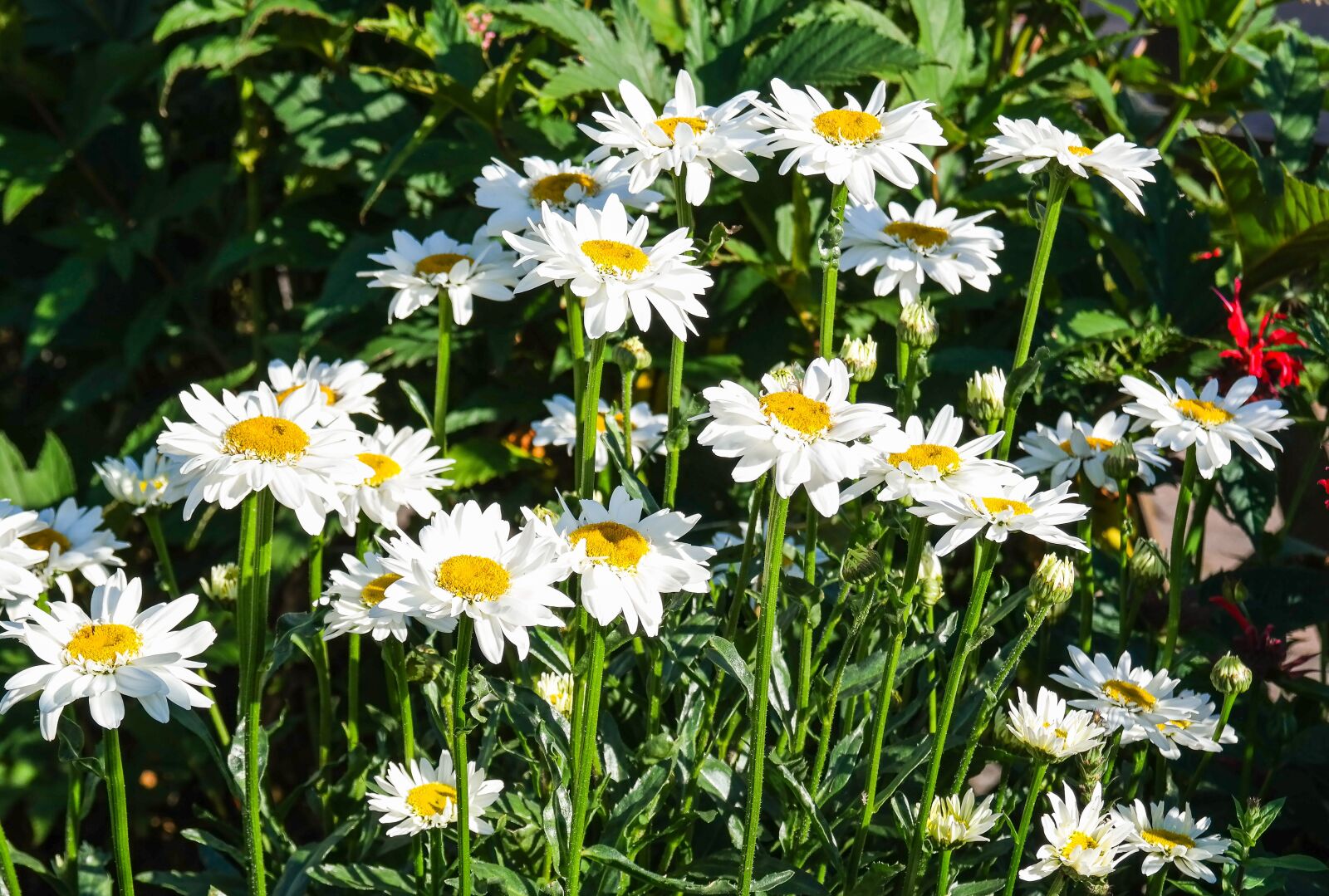 Samsung NX300 sample photo. Daisies, flowers, perennials photography