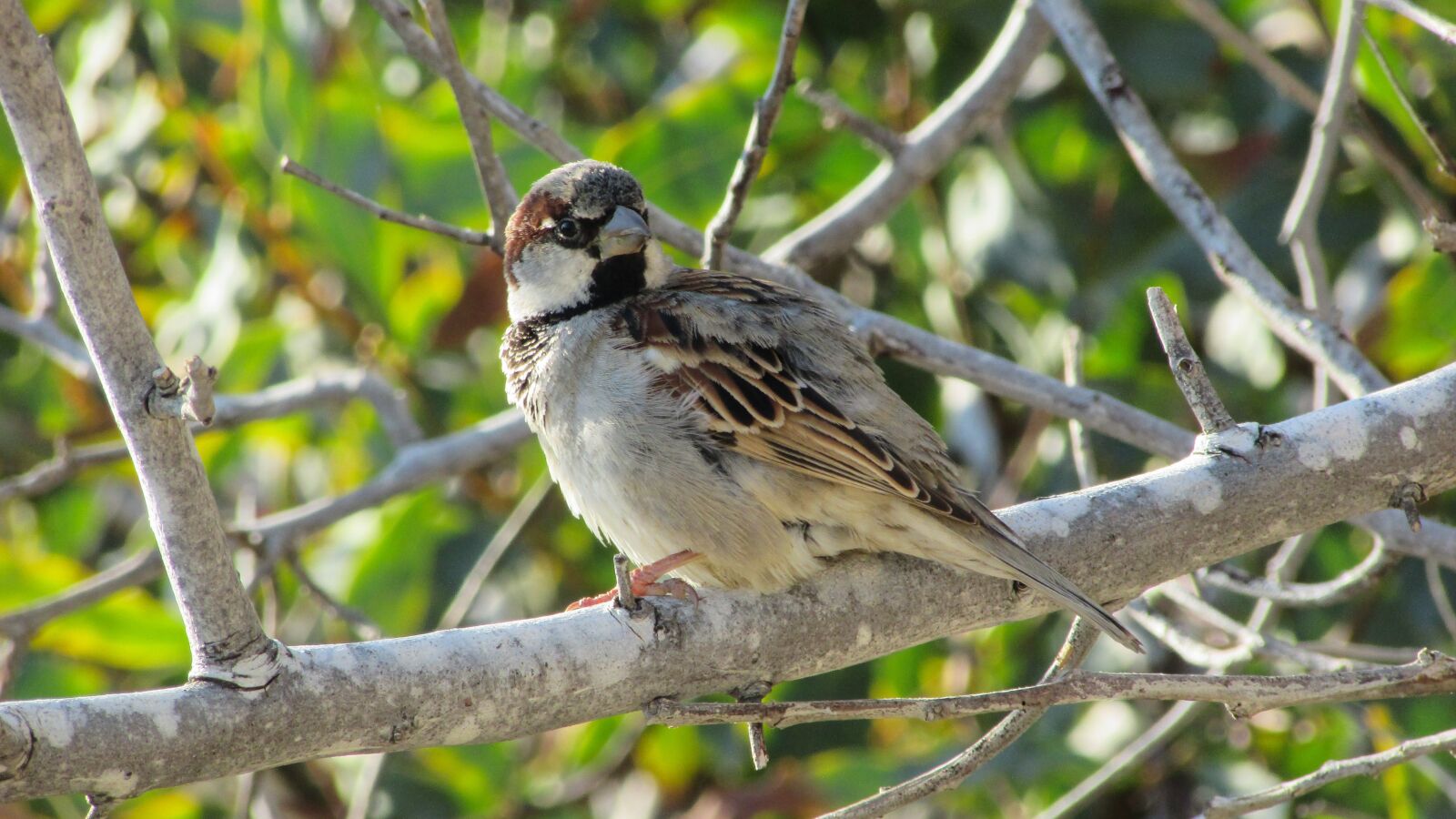Canon PowerShot SX400 IS sample photo. Cyprus, sparrow, bird photography