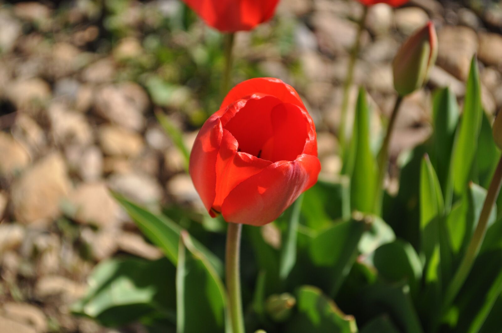 Nikon D5000 sample photo. Flower, red, bloom photography