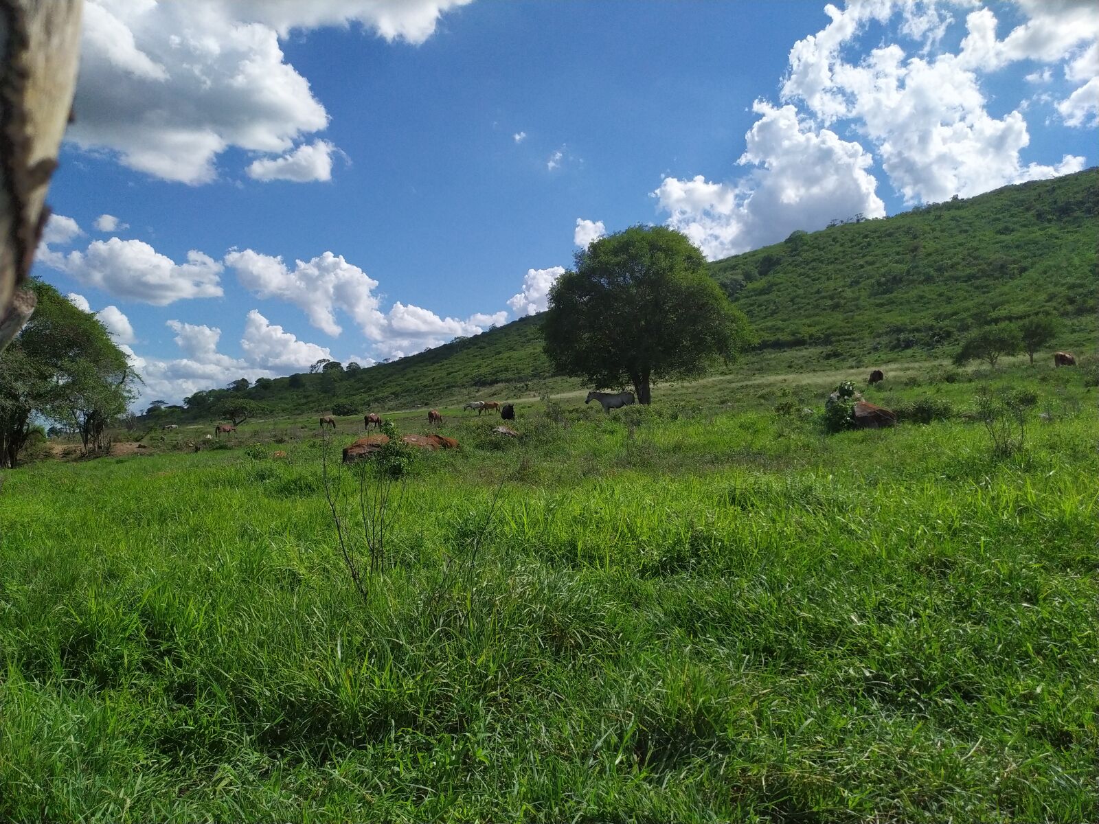 Xiaomi Redmi Note 7 sample photo. Nature, mountain, tree photography