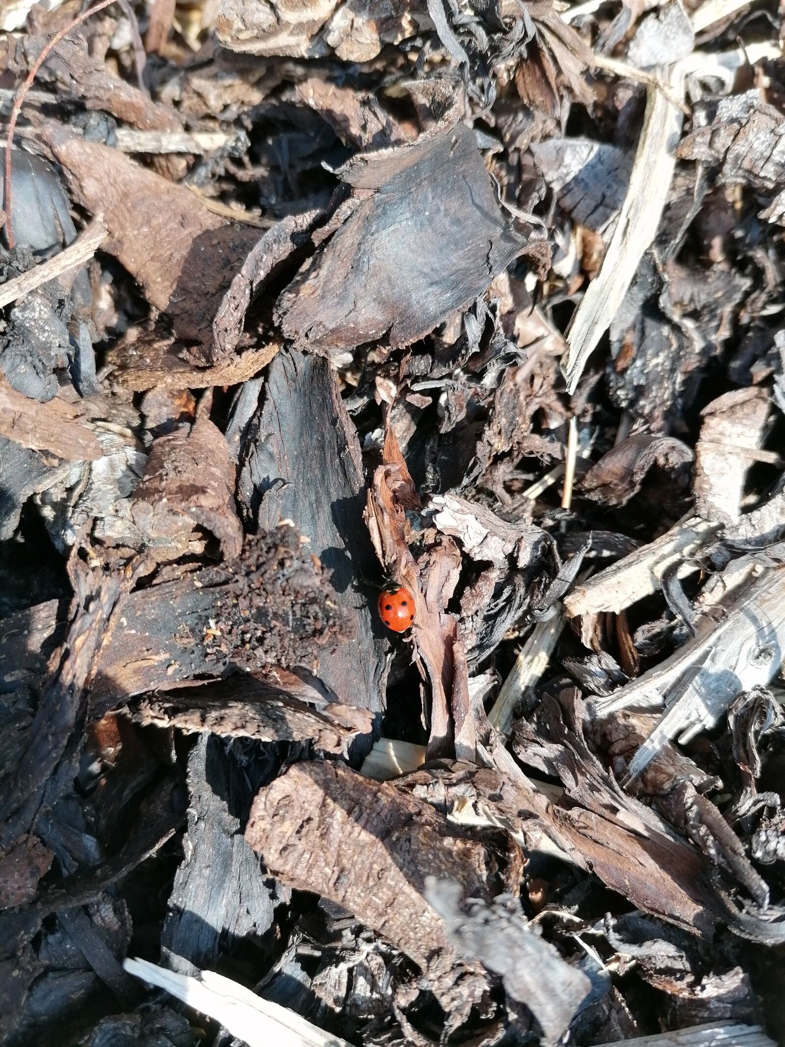 HUAWEI P30 LITE sample photo. Ladybird, ladybug, bug photography