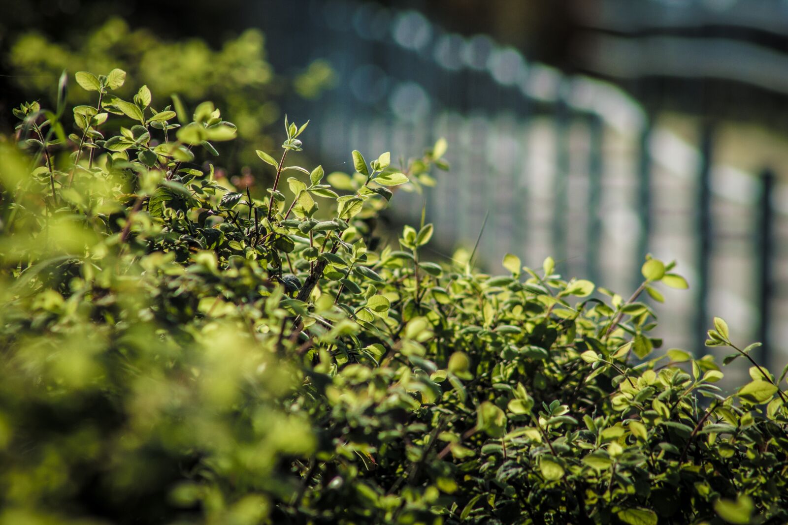Canon EF 75-300mm f/4-5.6 sample photo. Plant, green, leaf photography