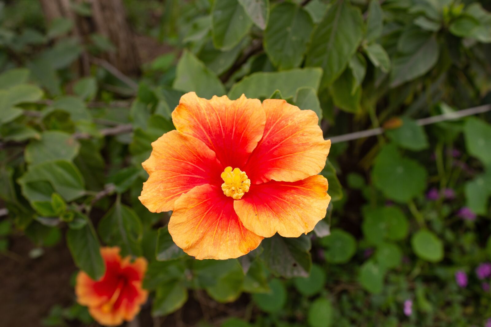 Canon EOS 1200D (EOS Rebel T5 / EOS Kiss X70 / EOS Hi) sample photo. Flower, hibiscus, bitter photography