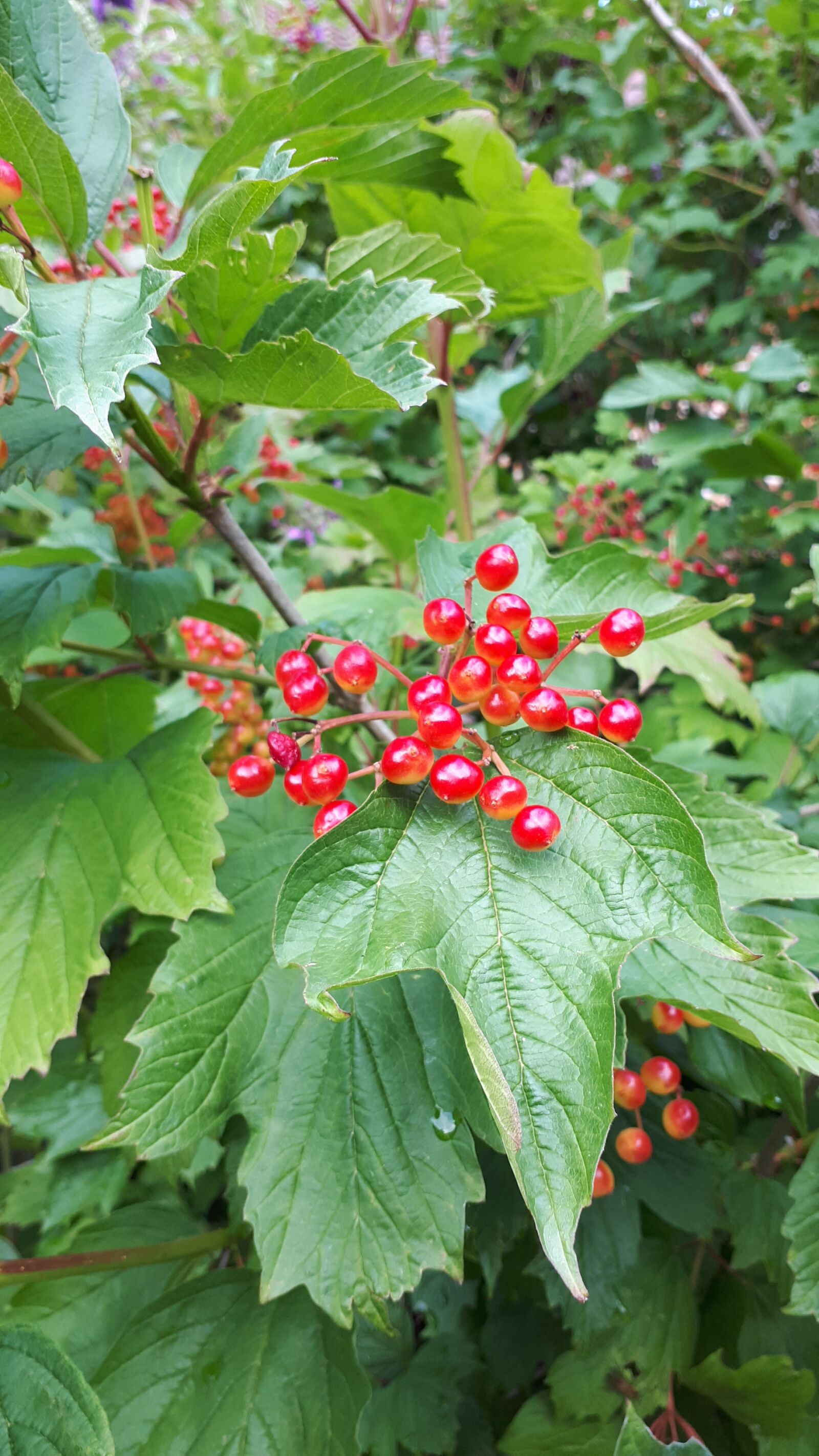 Samsung Galaxy A5(2017) sample photo. Berries, bush, fruit photography