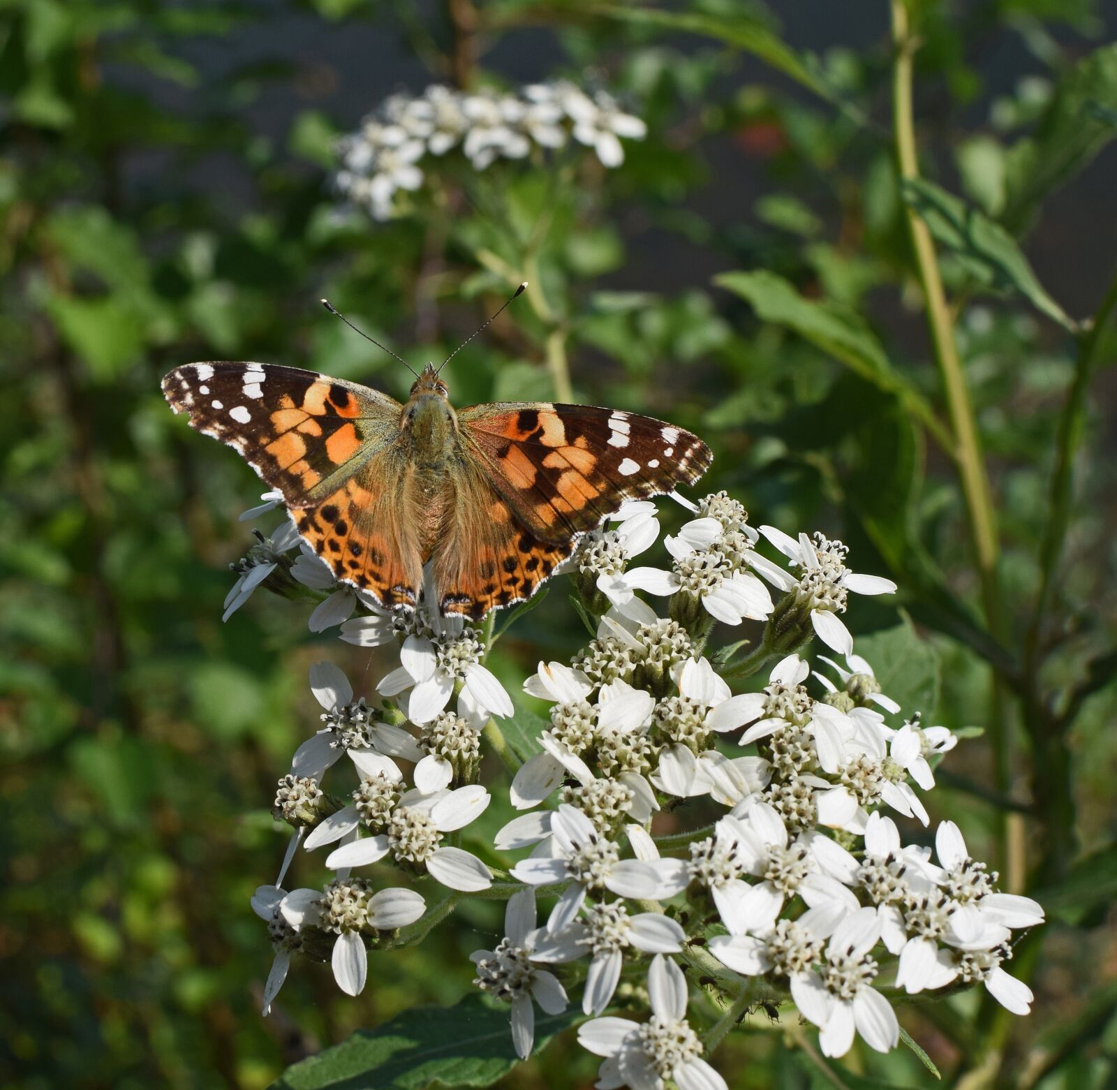 Nikon D3300 sample photo. American lady butterfly, insect photography