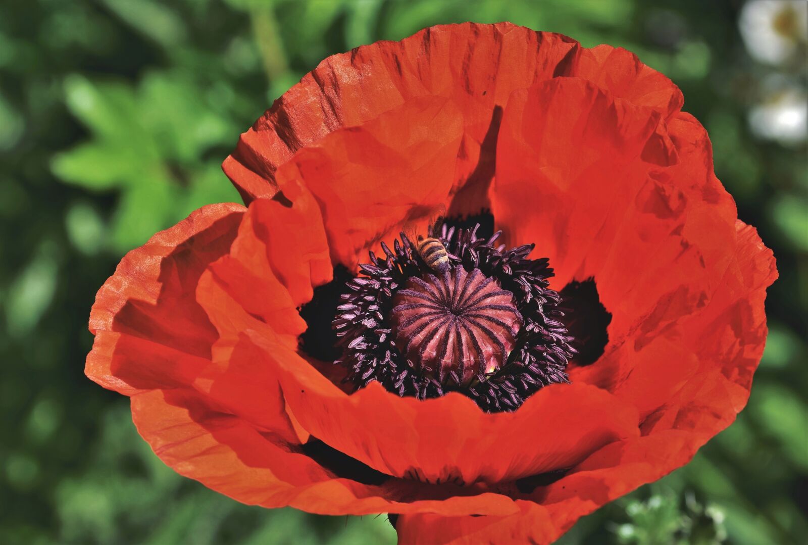 Nikon D7200 sample photo. Poppy, poppy flower, flower photography