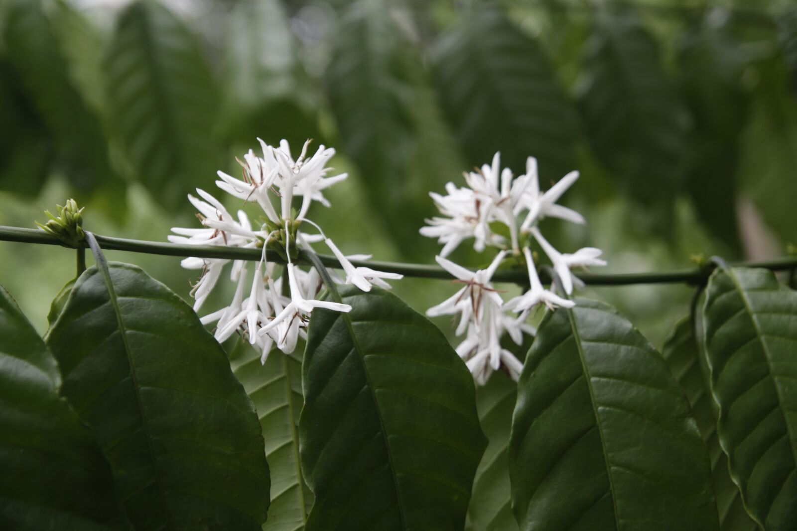 Canon EOS 50D sample photo. Coffee flower, white, flower photography