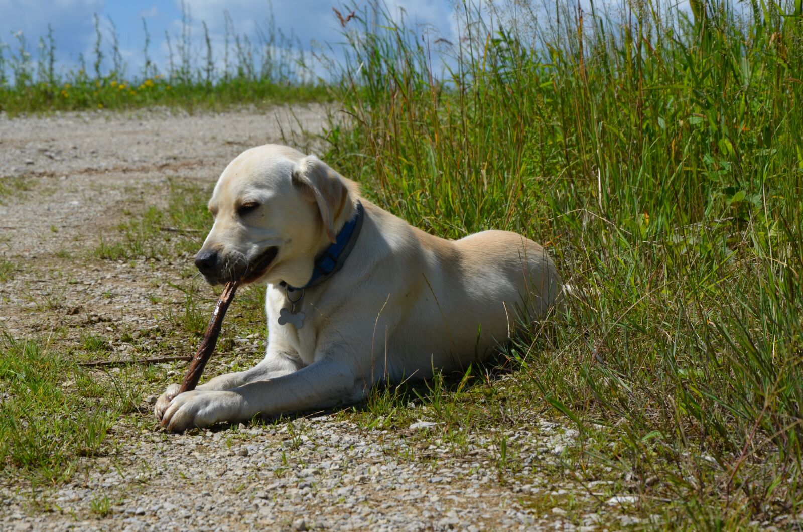 Nikon D5100 sample photo. Labrador, retriever, dog photography