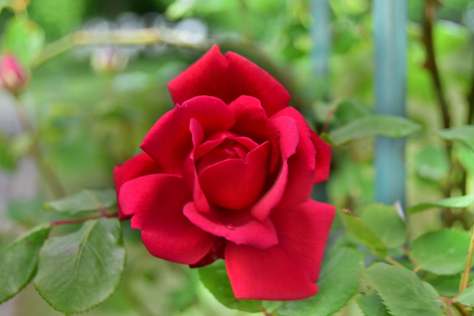 Nikon D5600 sample photo. Red rose, rose, red photography