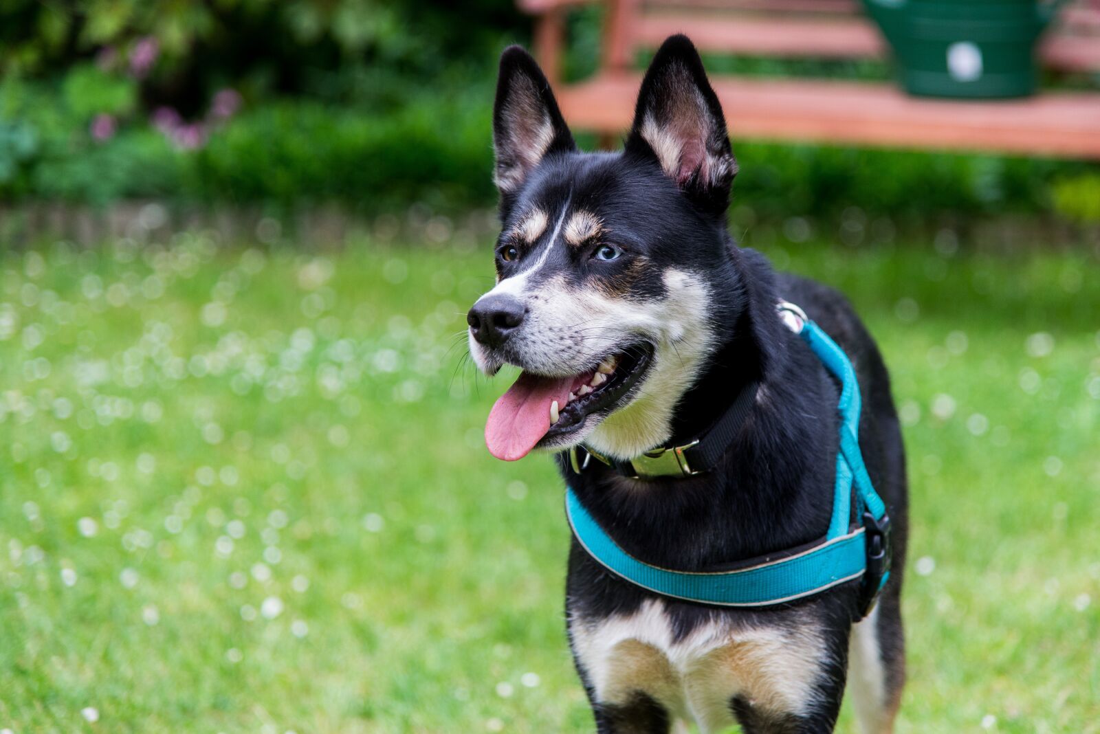 Nikon D610 sample photo. Dog, sled dog, husky photography