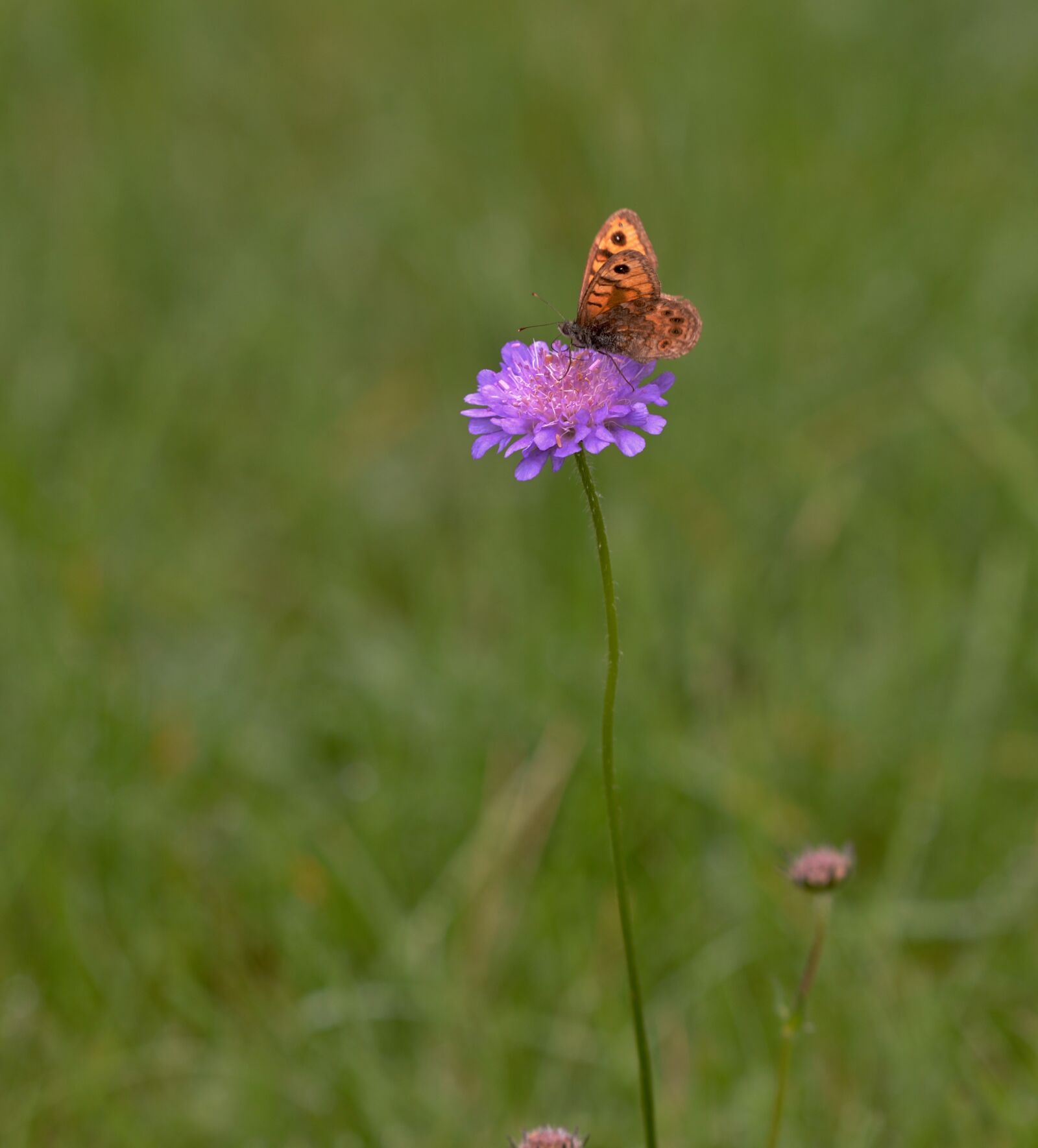 Nikon D600 sample photo. Clover, butterfly, bug photography