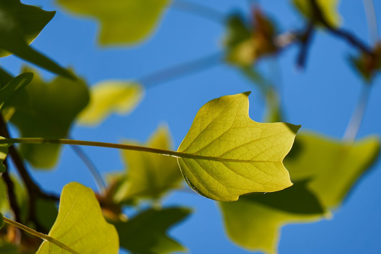 Sony E 55-210mm F4.5-6.3 OSS sample photo. Tulip tree, leaf, green photography