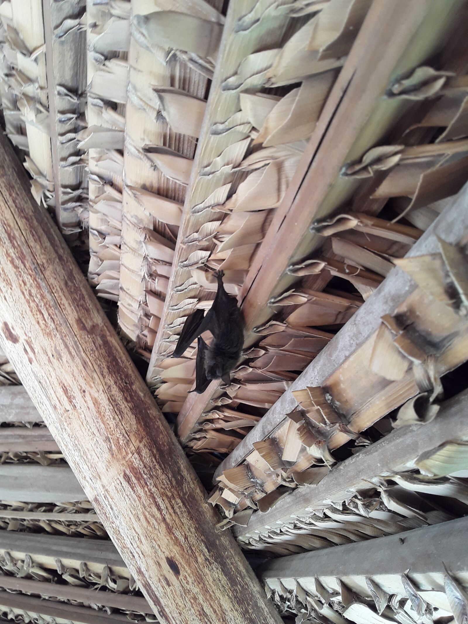Samsung Galaxy J2 Core sample photo. Bat, hut, ceiling photography