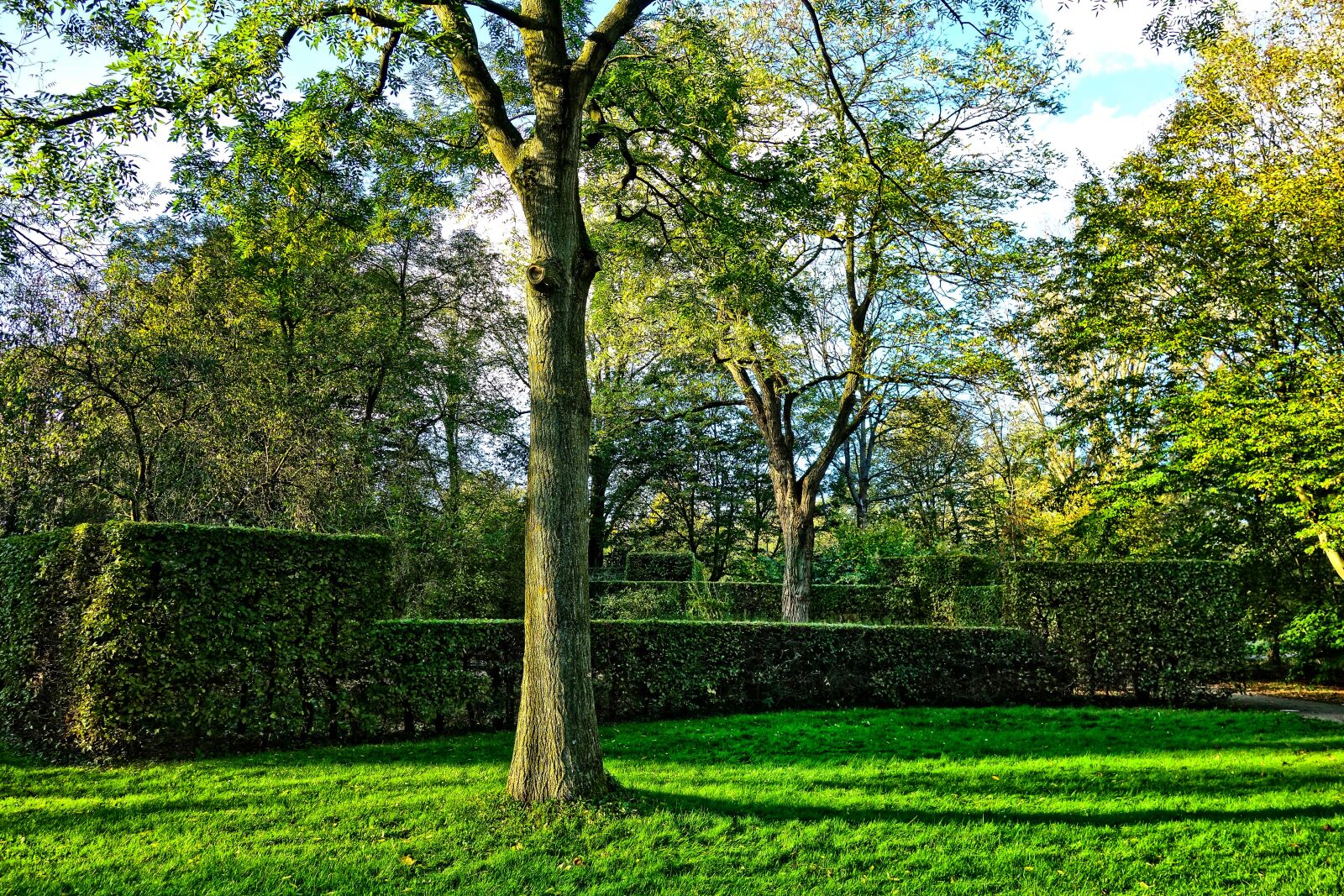 Sony Cyber-shot DSC-RX100 sample photo. Park, tree, hedge photography