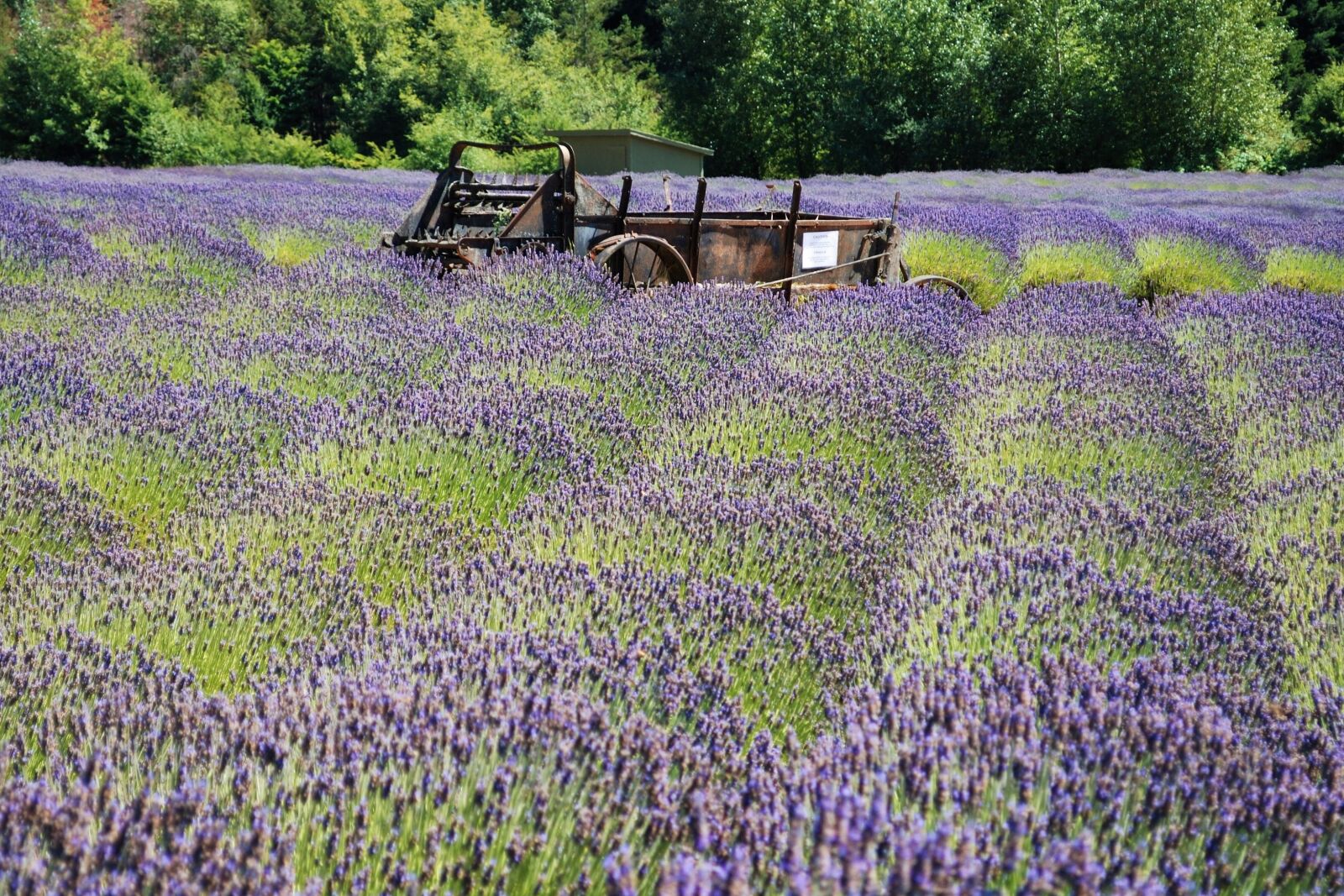 Nikon D80 sample photo. Lavender, farm, purple photography