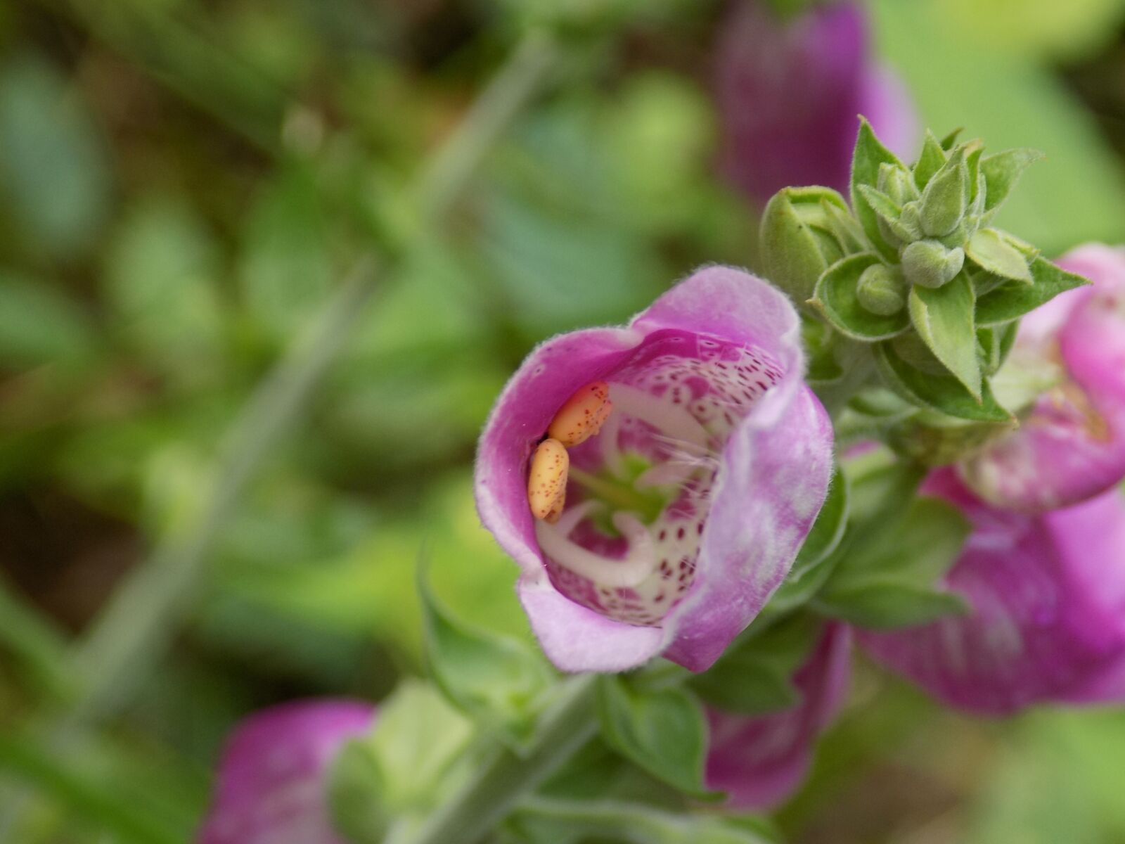Nikon COOLPIX L340 sample photo. Thimble, pink, flower photography