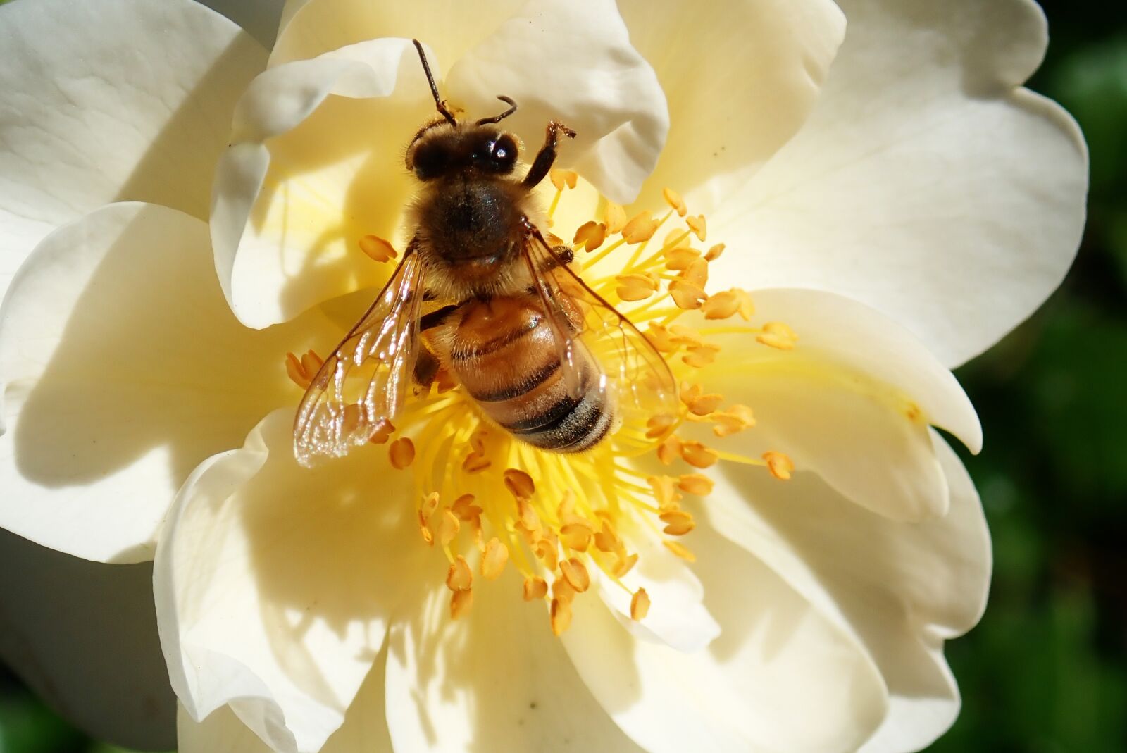 Olympus TG-5 sample photo. Bee, insect, pollen photography