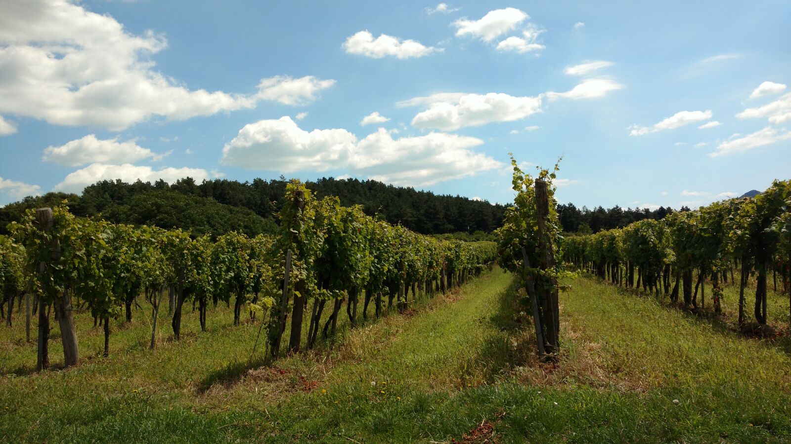 Motorola Moto X Play sample photo. Vineyard, sky, vegetation photography