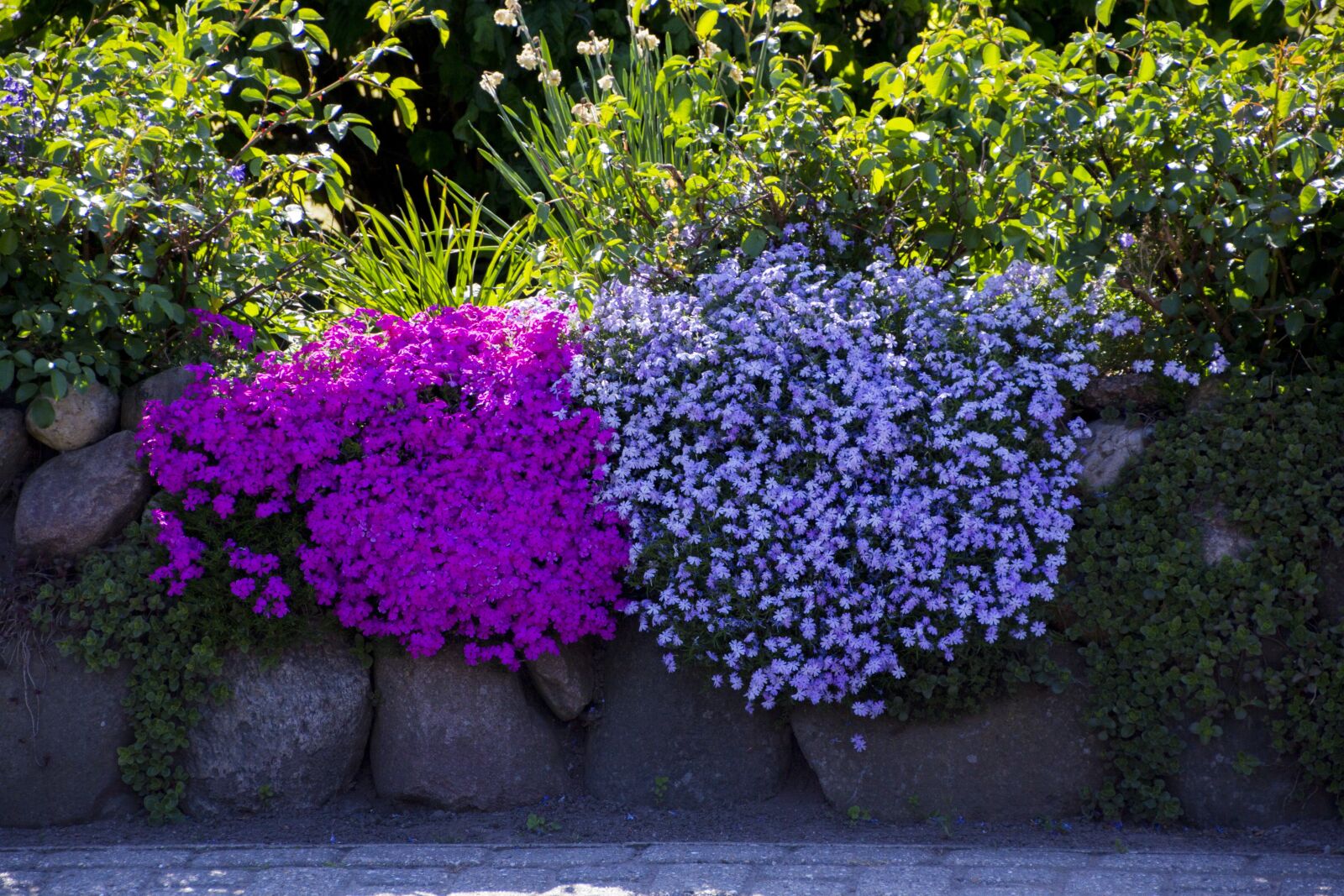 Canon EOS 60D sample photo. Blossom, bloom, plant photography