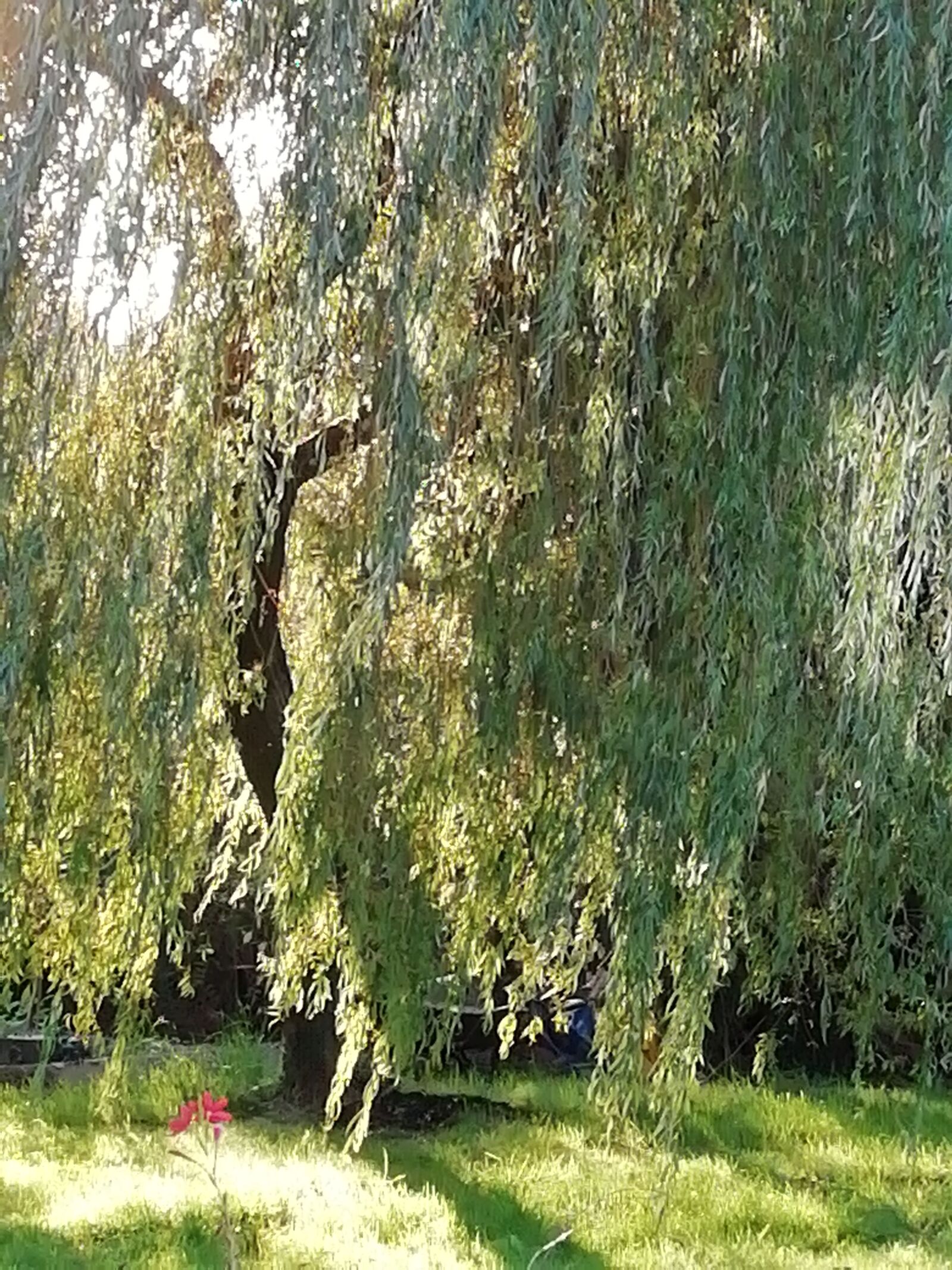 HUAWEI FIG-LX1 sample photo. Weeping willow, tree, willow photography
