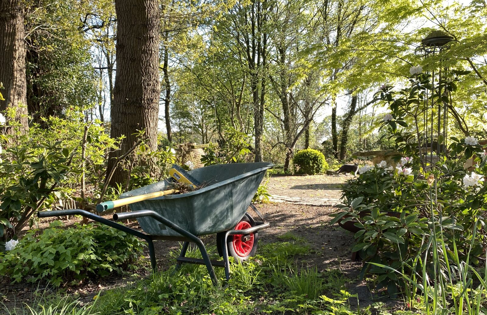 Apple iPhone 11 Pro sample photo. Nature, garden, spring photography