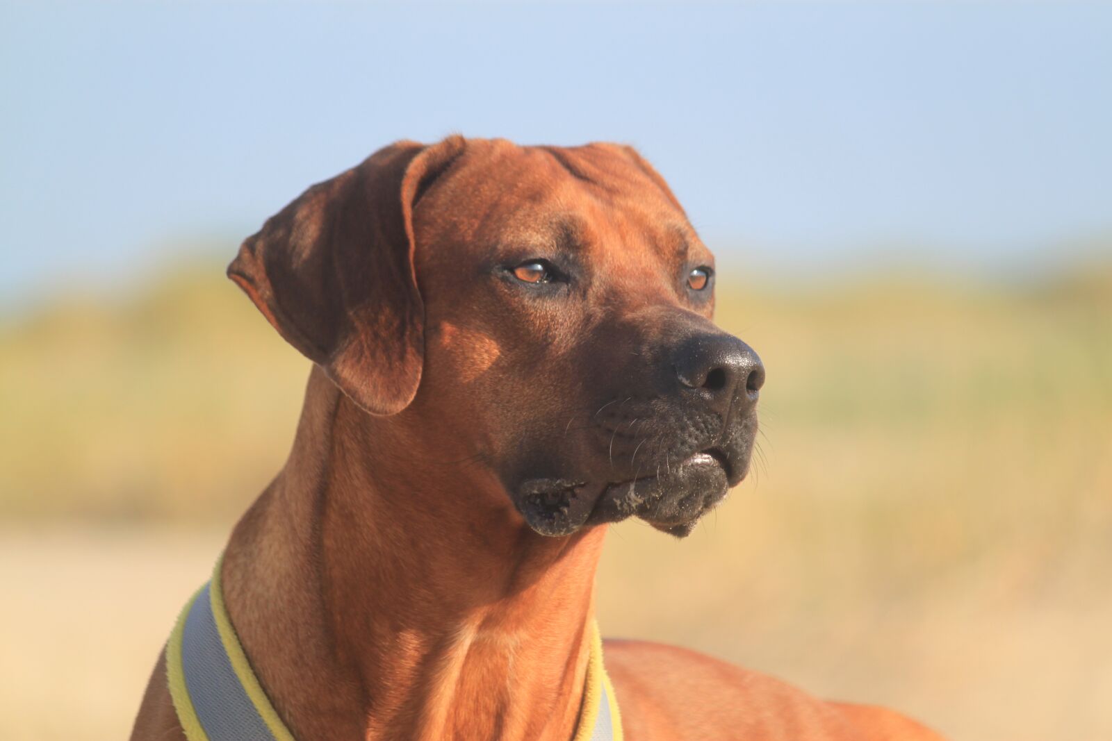Canon EOS 500D (EOS Rebel T1i / EOS Kiss X3) sample photo. Rhodesian ridgeback, male, beach photography