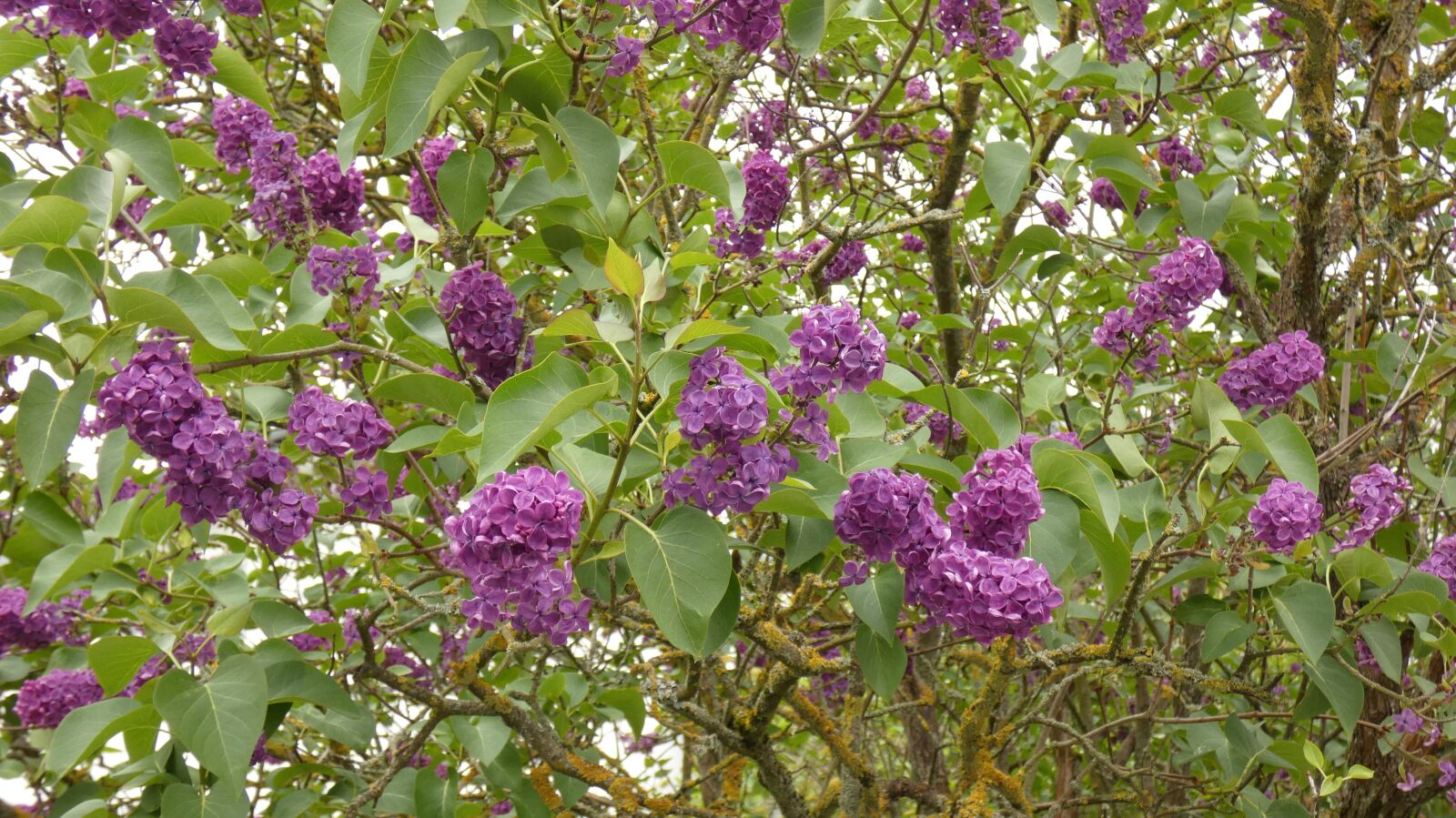 Panasonic Lumix DC-FZ80 (Lumix DC-FZ82) sample photo. Flieder, fruhling, blumen photography