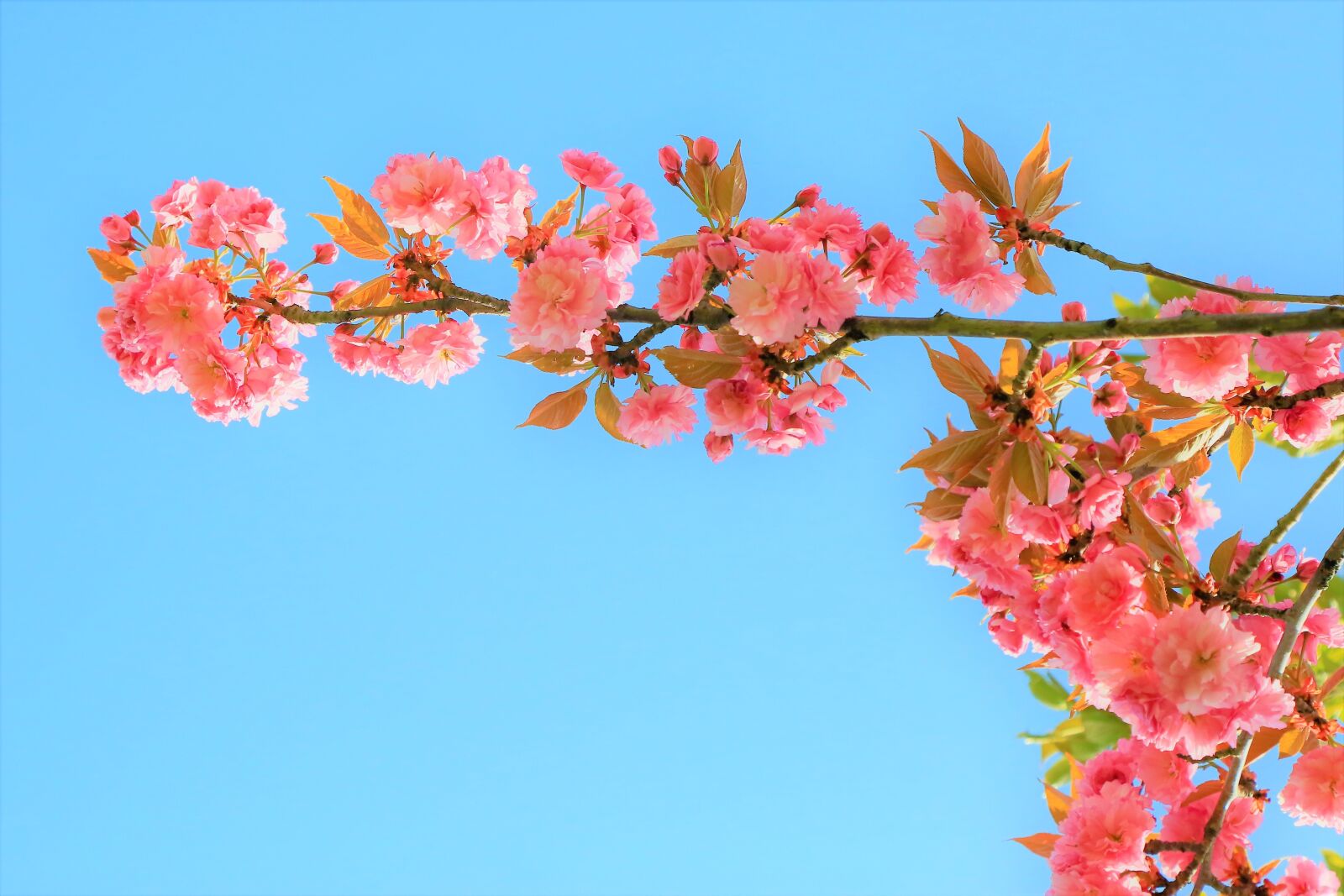 Canon EOS 5D Mark III sample photo. Flower, spring, nature photography