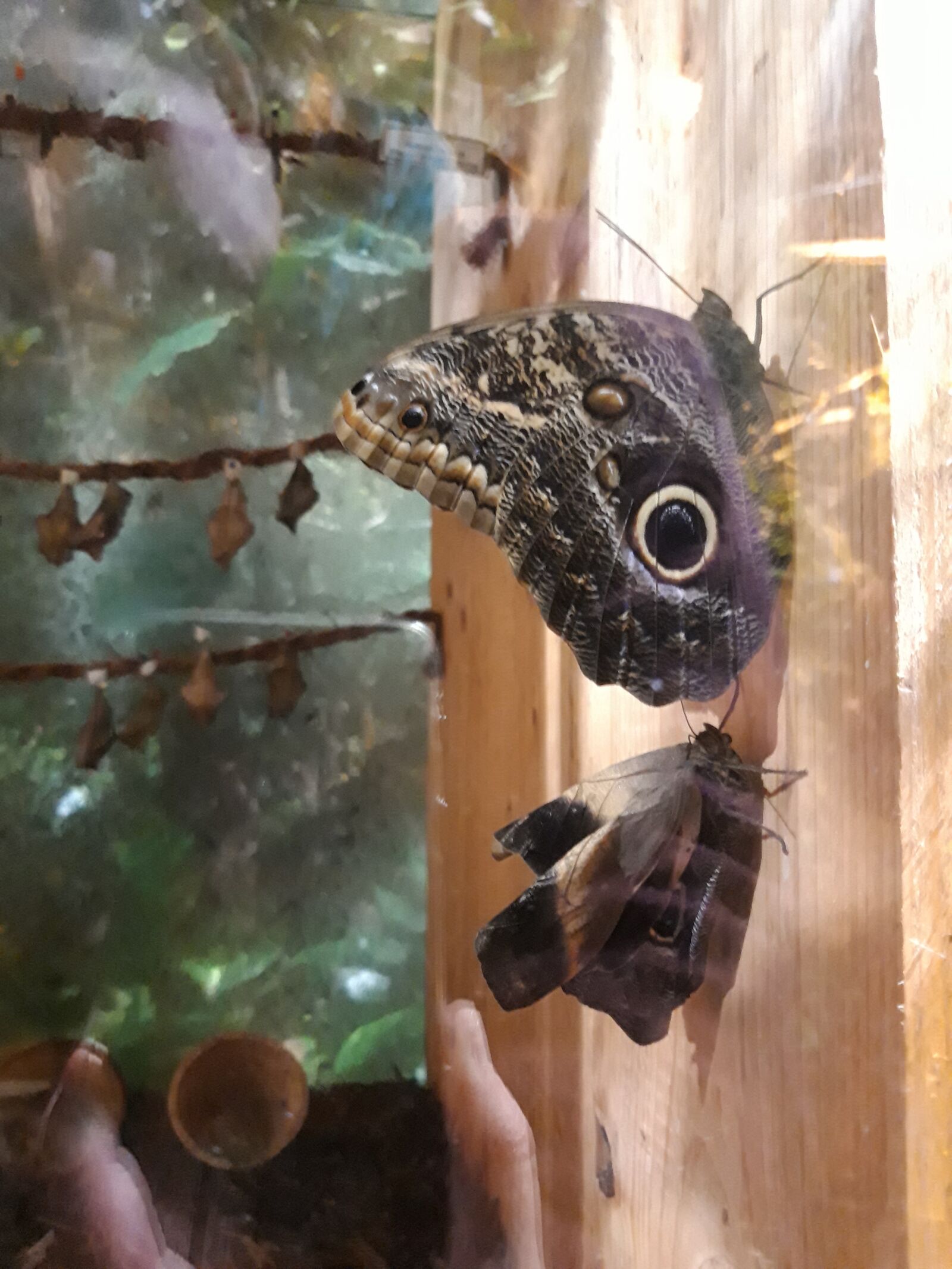 Samsung Galaxy A6 sample photo. Unfold, butterfly, peacock photography