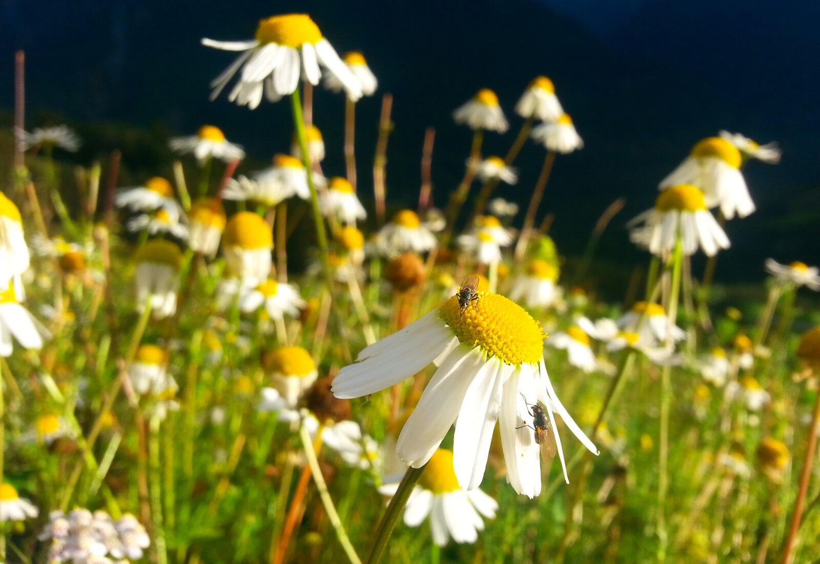 Samsung Galaxy S3 sample photo. Chamomile, meadow, summer photography