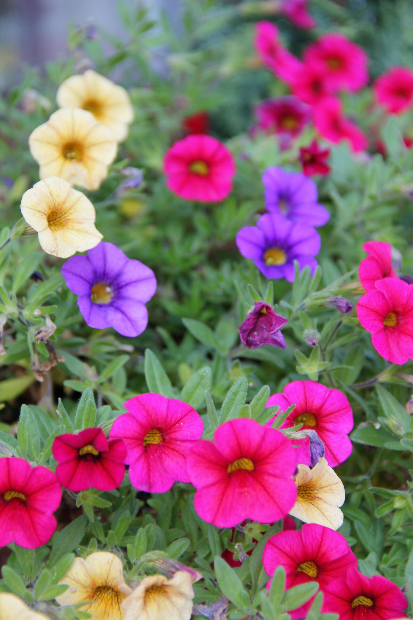 Canon EOS 550D (EOS Rebel T2i / EOS Kiss X4) sample photo. Autumn flowers, mini petunia photography
