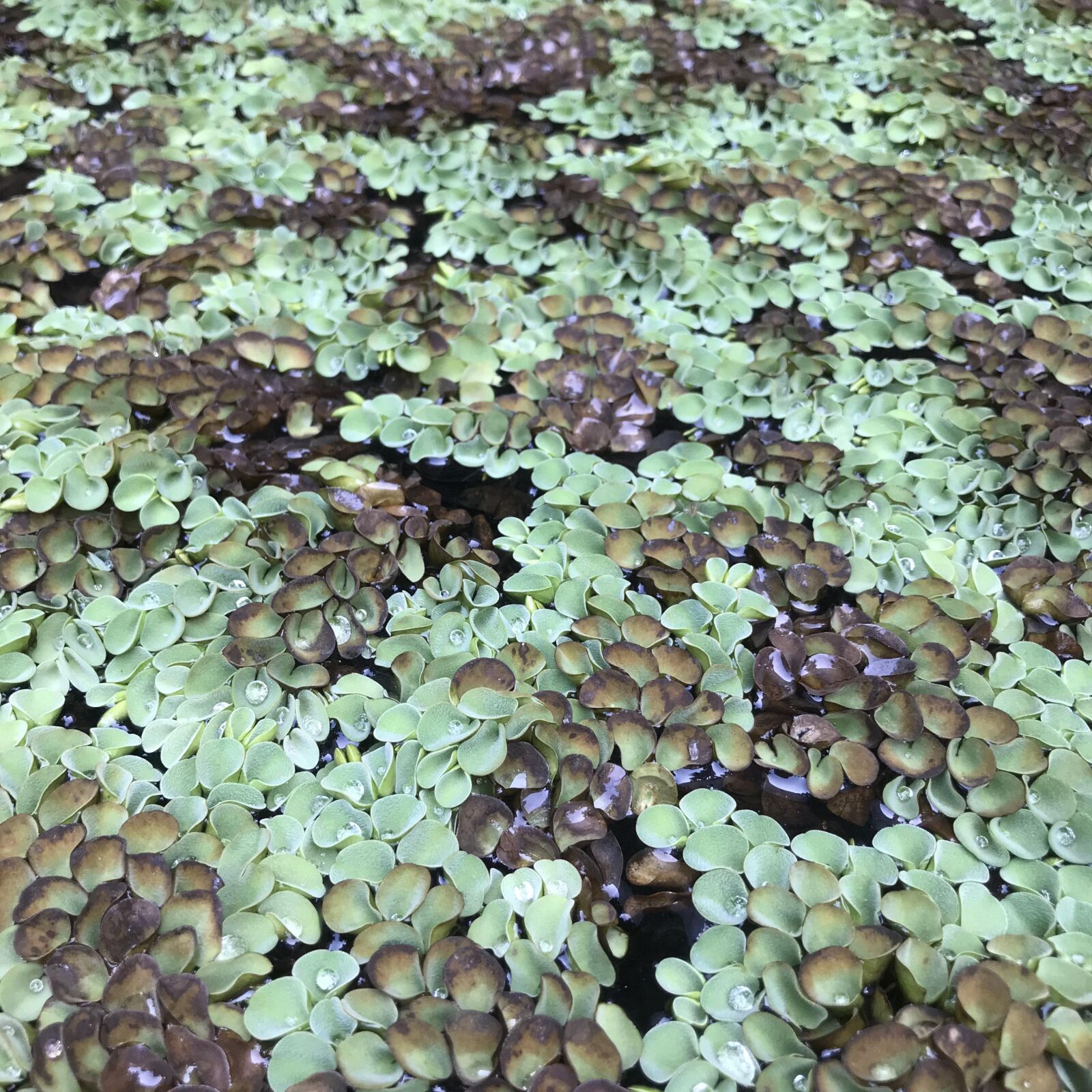iPhone 7 Plus back dual camera 3.99mm f/1.8 sample photo. Salviniaceae, floating moss, plant photography