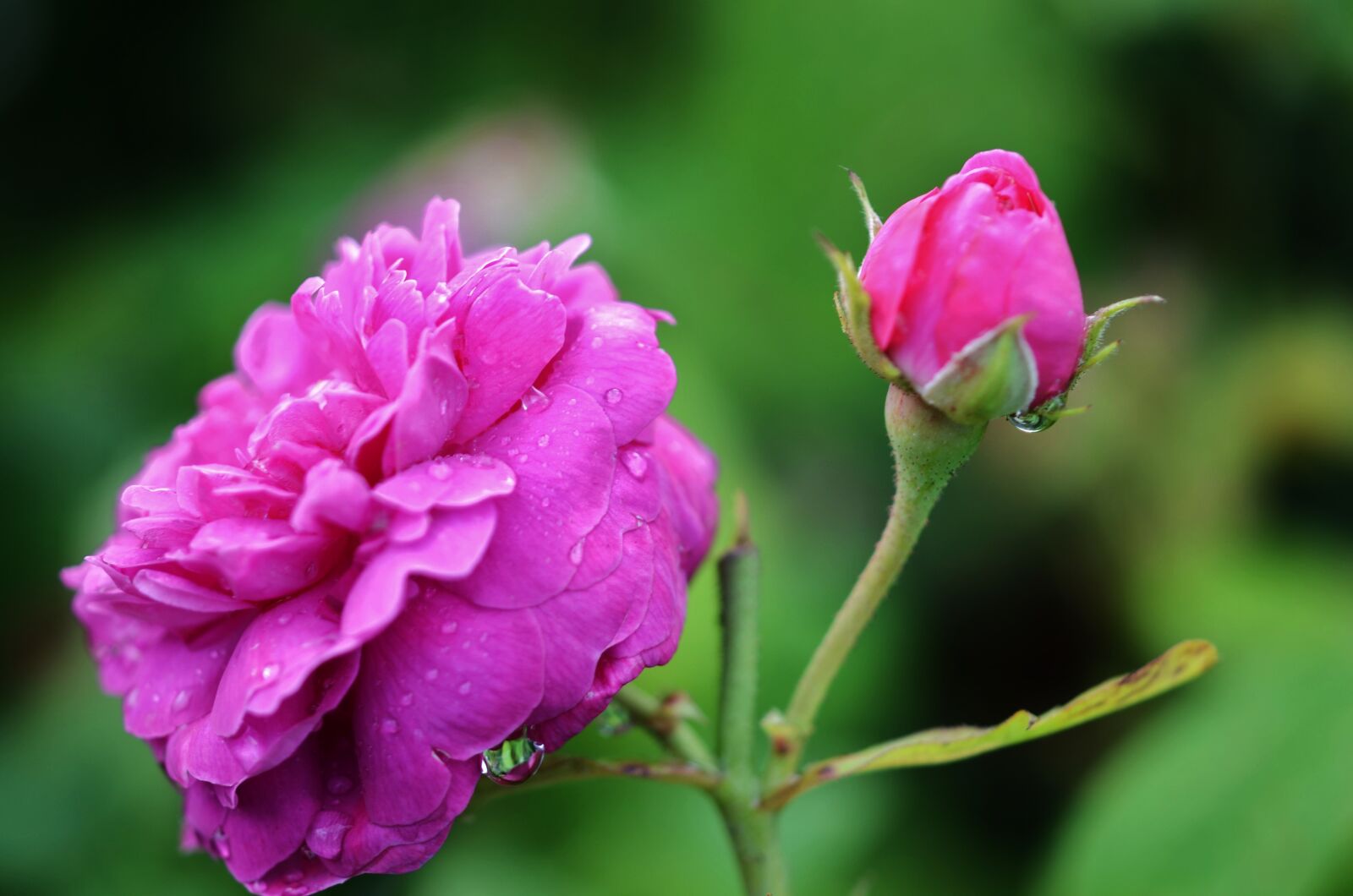 Nikon D7000 sample photo. Rose, flower, nature photography