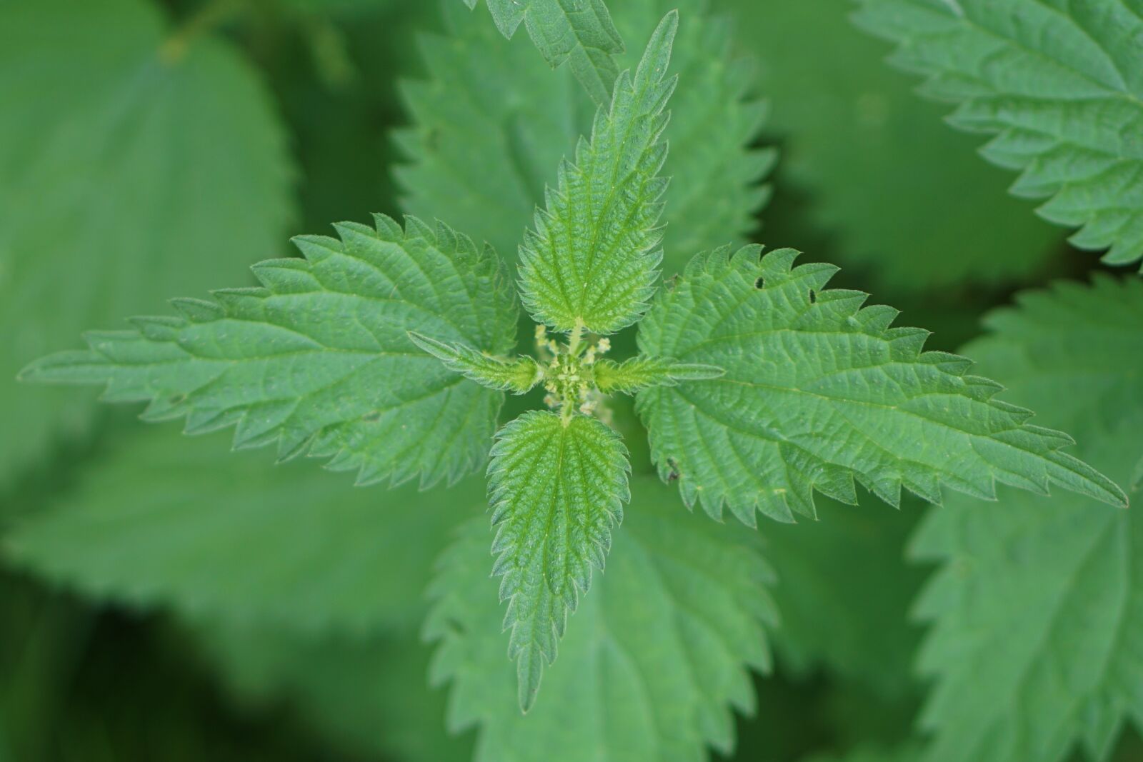 E 50mm F1.8 OSS sample photo. Stinging nettle, brennessel, plant photography