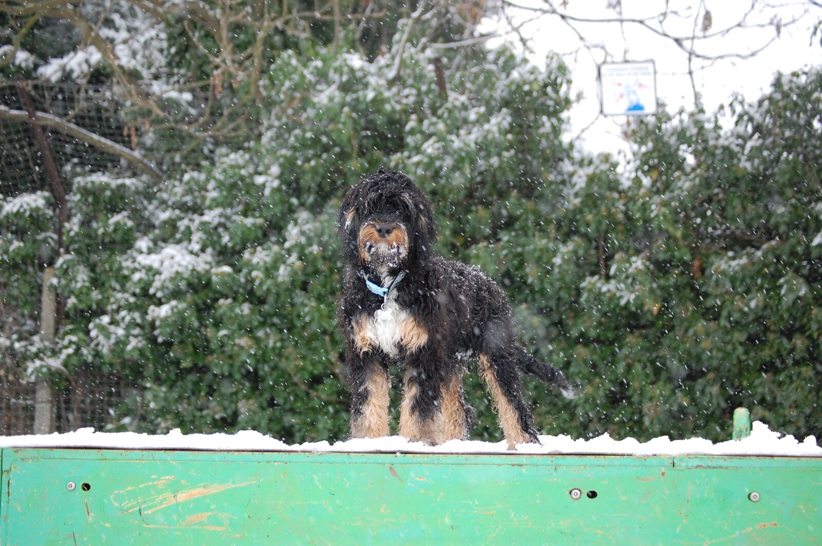 Nikon D40 sample photo. Sproodle, dog, phantom photography