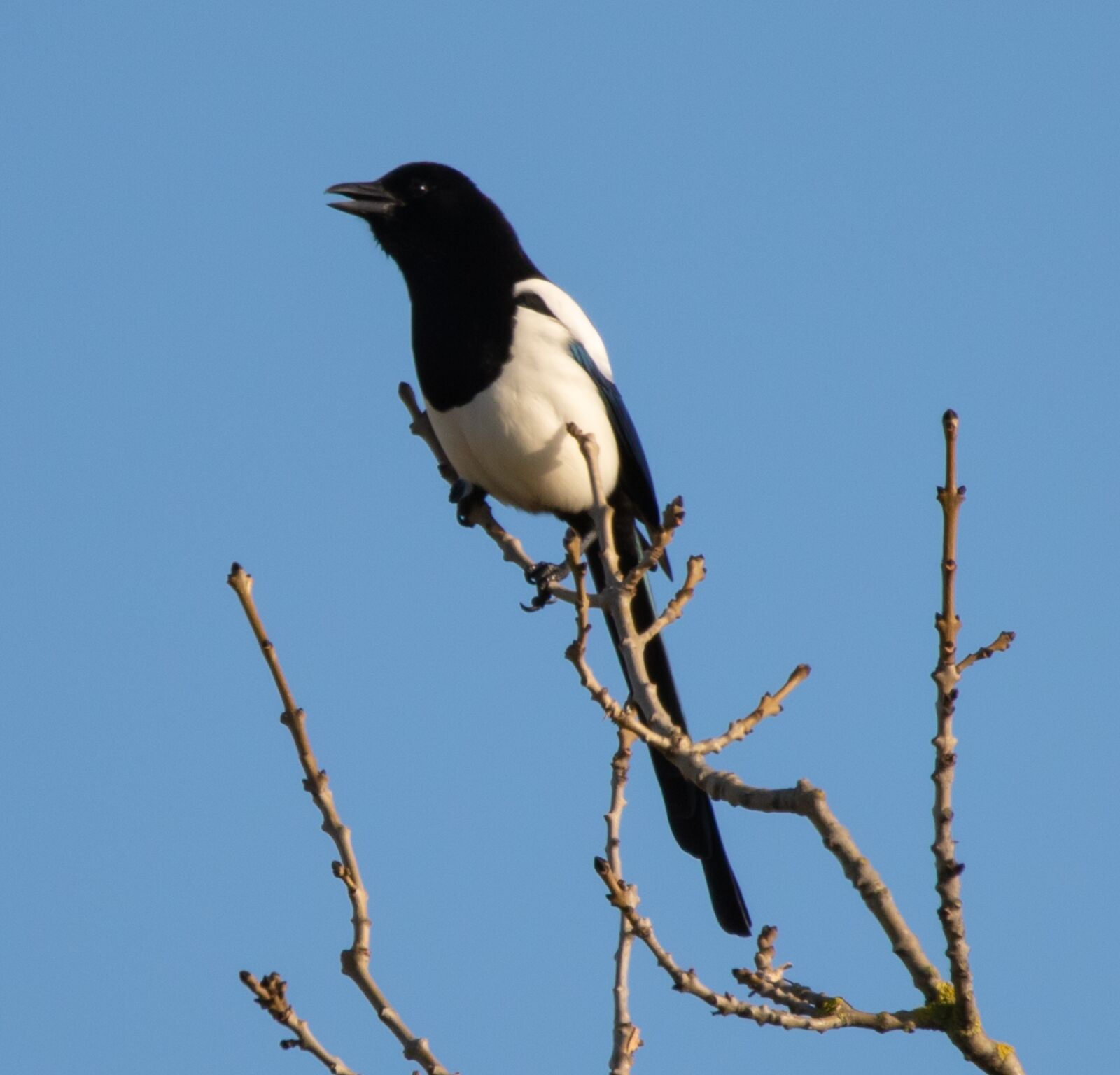 150-600mm F5-6.3 DG OS HSM | Contemporary 015 sample photo. Magpie, tree, black photography