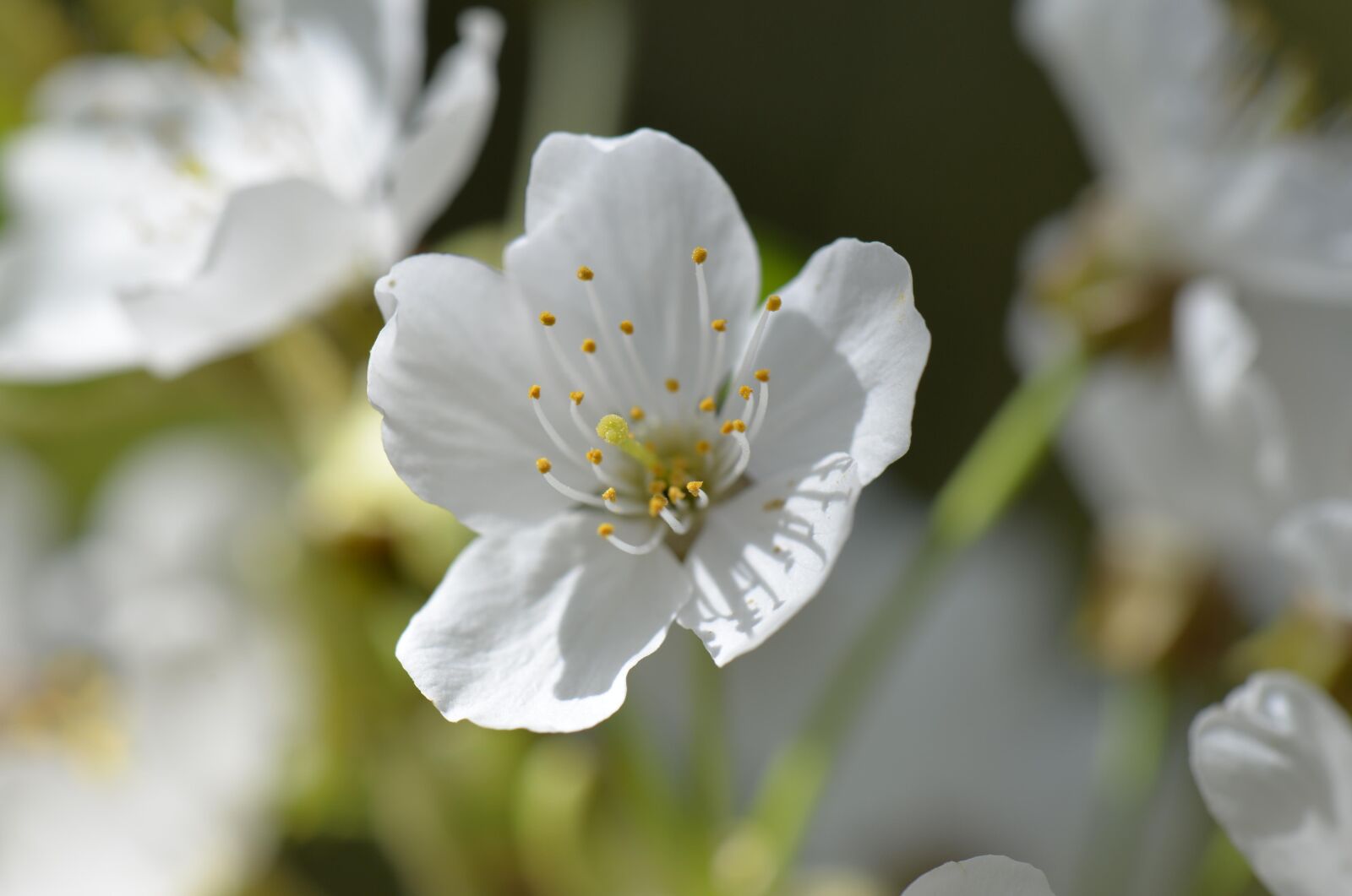 Nikon D610 sample photo. Cherry blossom, white, blossom photography