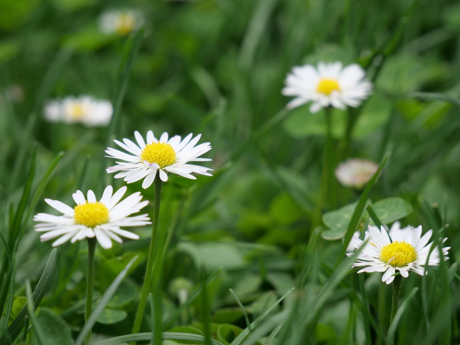 Panasonic Lumix DC-G9 sample photo. Nature, flowers, spring photography