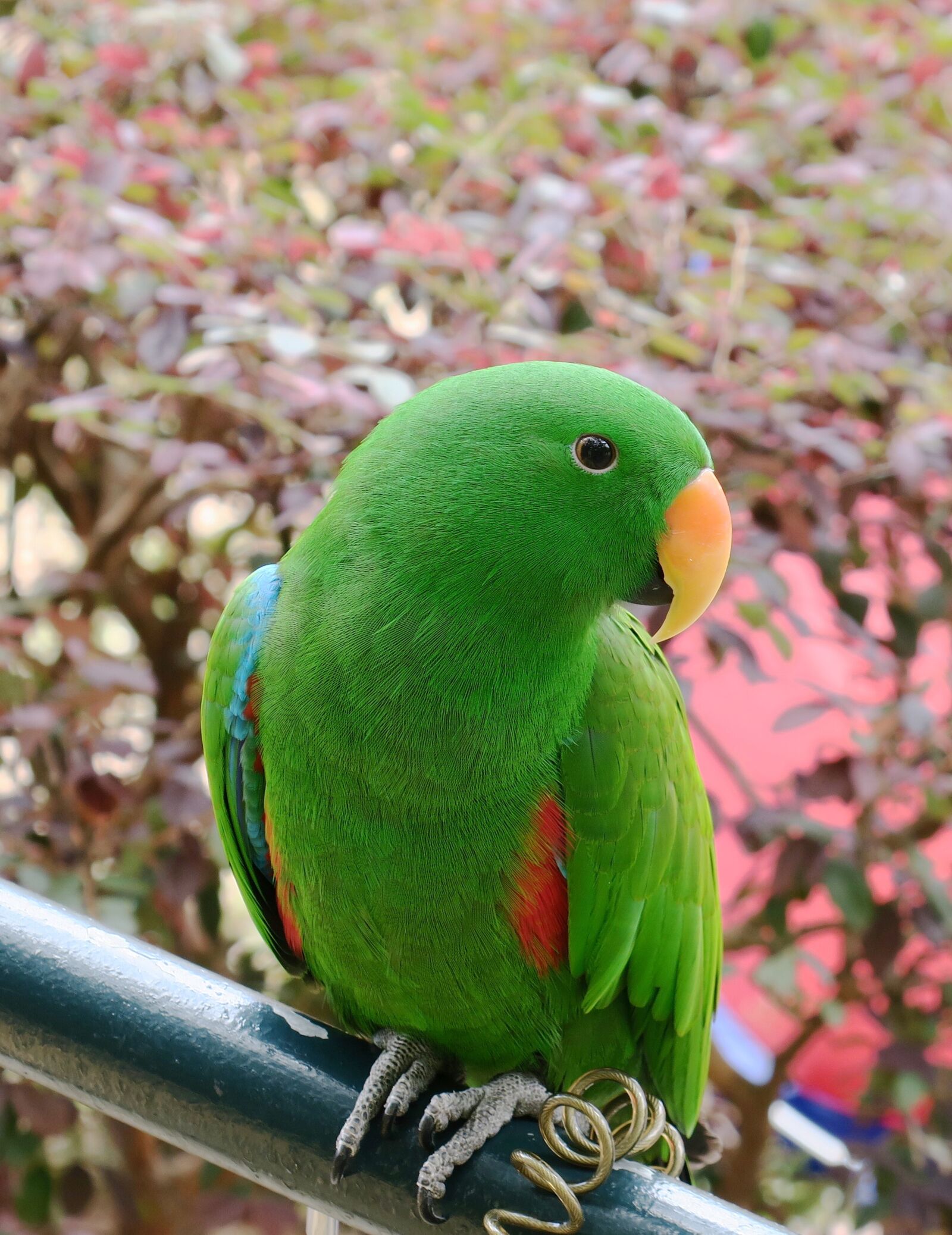 Canon PowerShot G3 X sample photo. Parrot, small parrot, tropical photography