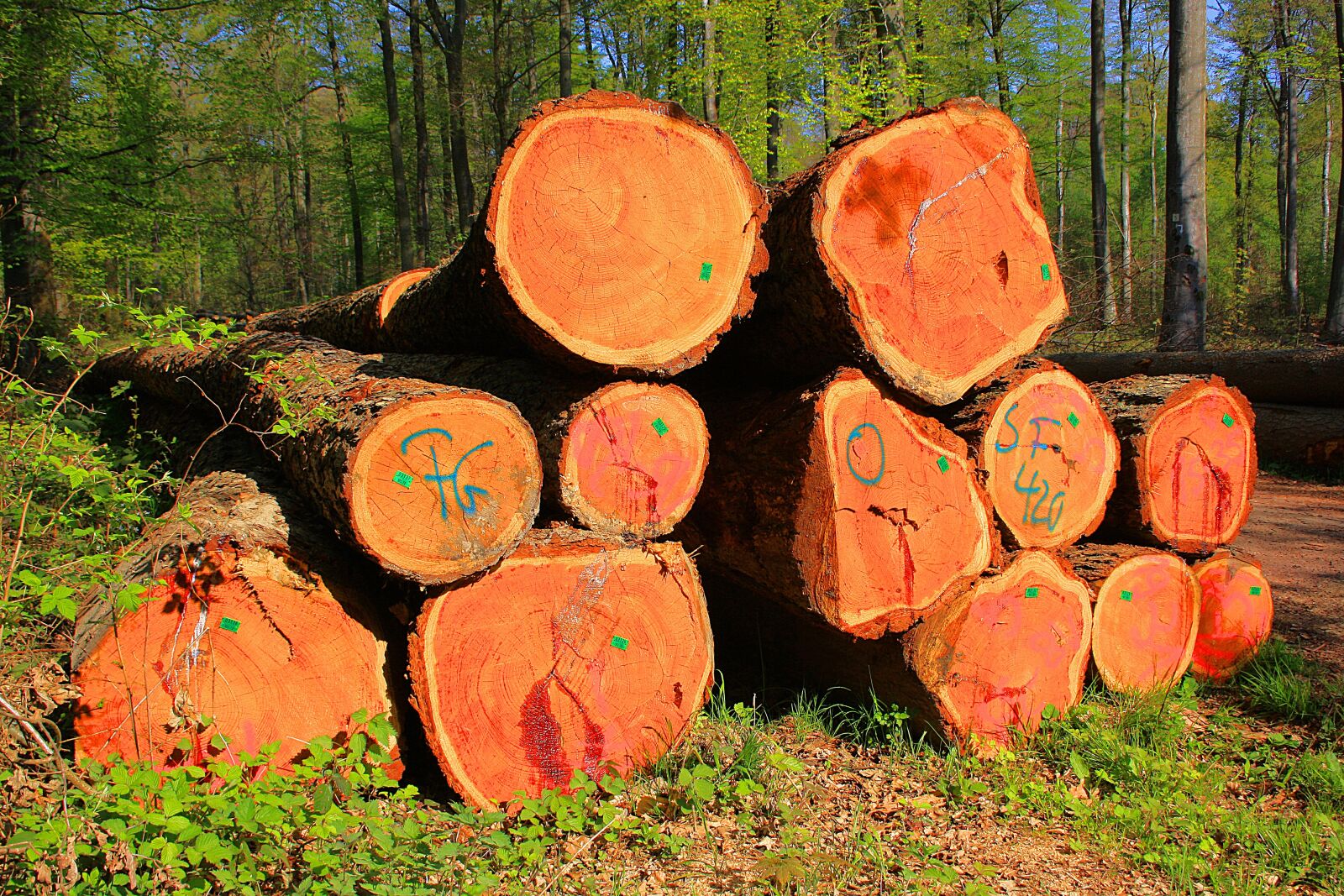 Canon EOS 1000D (EOS Digital Rebel XS / EOS Kiss F) sample photo. Wood, tree, autumn photography