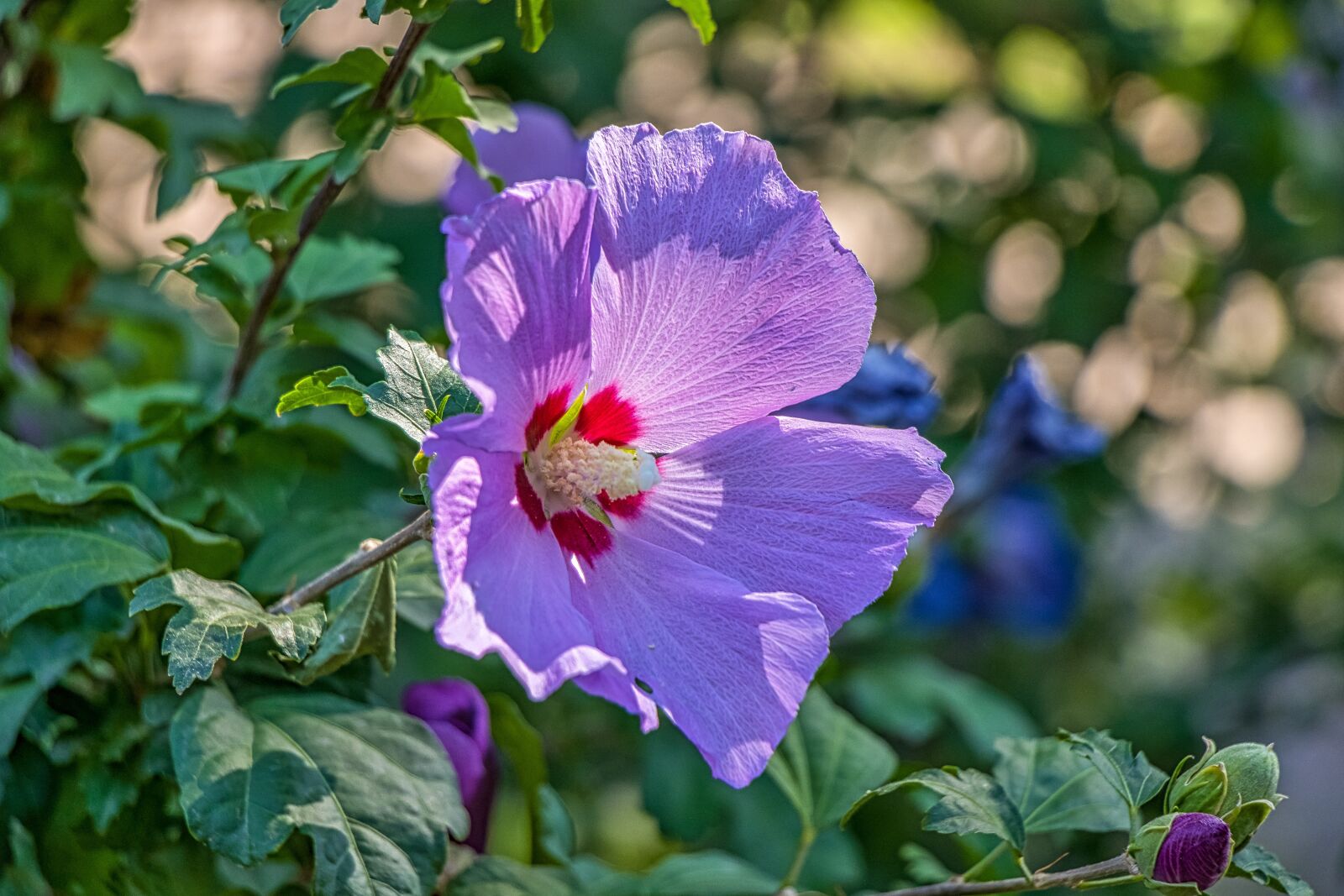 Canon EF-S 18-135mm F3.5-5.6 IS USM sample photo. Flower, color, flowers photography