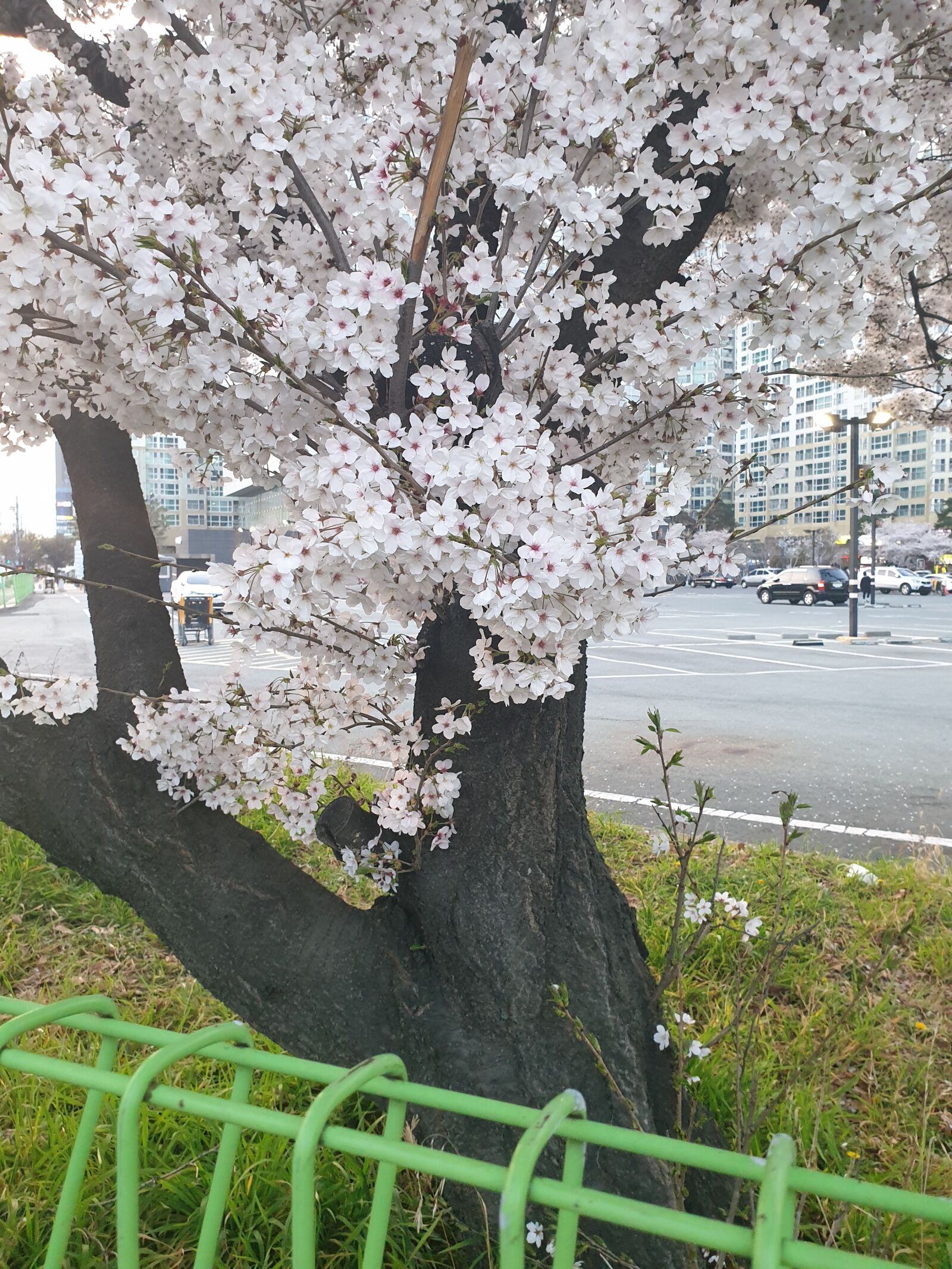 Samsung Galaxy S9+ sample photo. Cherry blossom, spring, white photography
