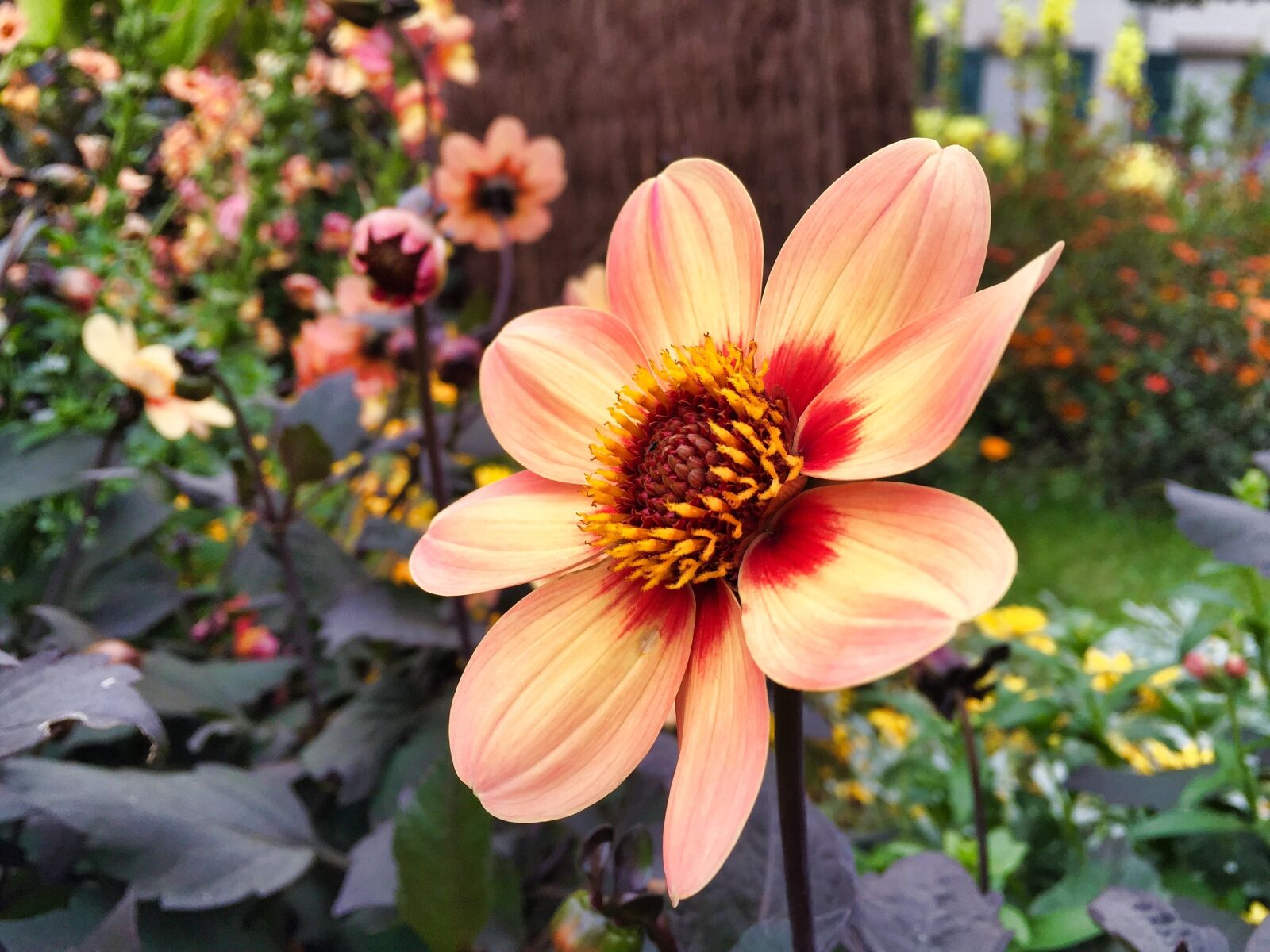 Apple iPhone 6 sample photo. Flower, garden, plant photography