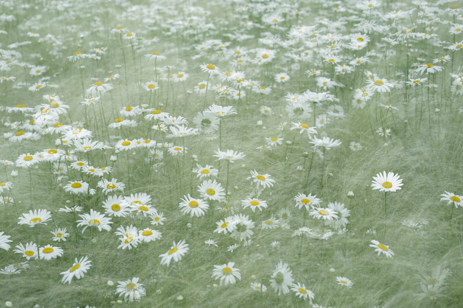 Nikon D700 sample photo. Shasta daisy, daisy, blooming photography
