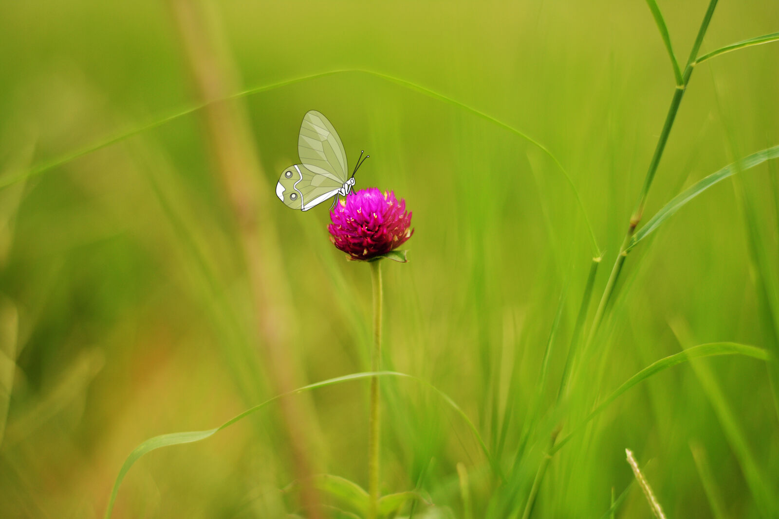 Nikon AF-S Nikkor 50mm F1.8G sample photo. Butterfly, flower, purple, flowers photography