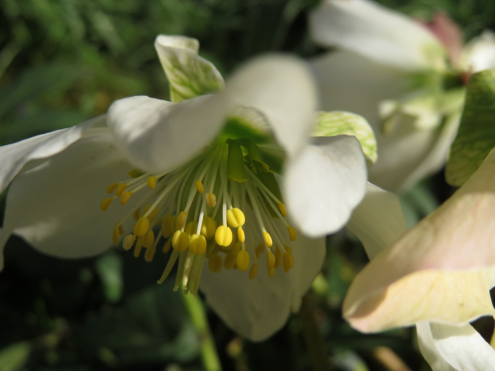 Canon PowerShot SX720 HS sample photo. Hellebore, white, spring photography