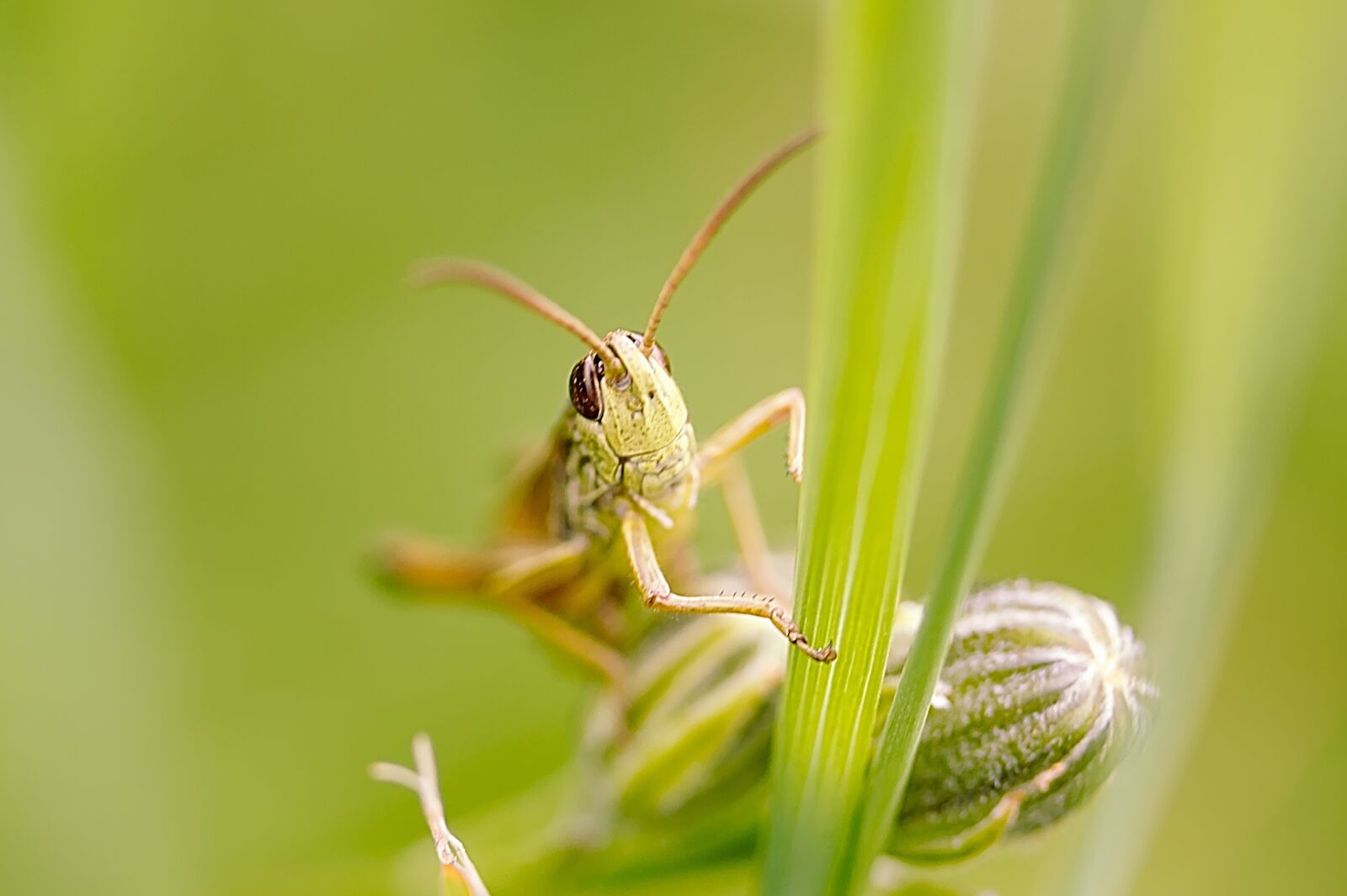 Canon EF-S 60mm F2.8 Macro USM sample photo. Grasshopper, insect, nature photography