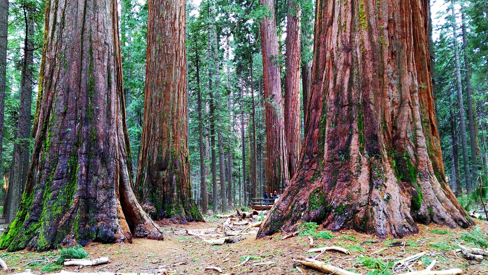 Xiaomi Redmi 4A sample photo. Usa, park, sequoia photography