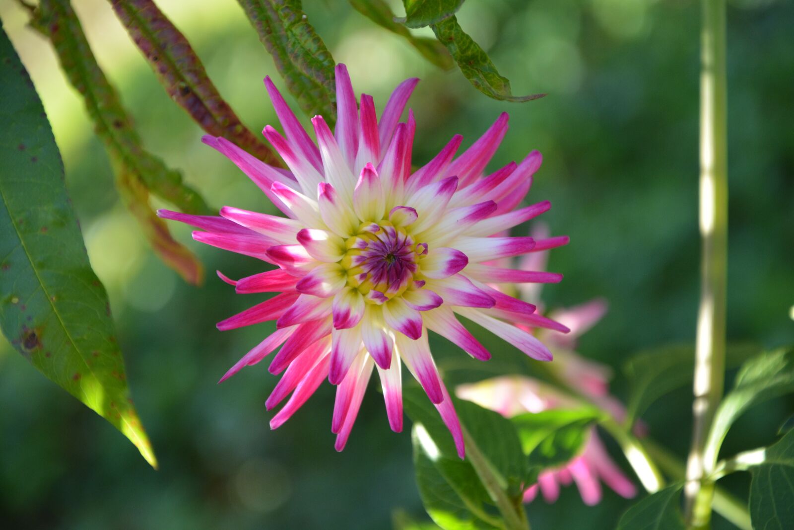 Nikon D5200 sample photo. Flower, flowers, plant photography