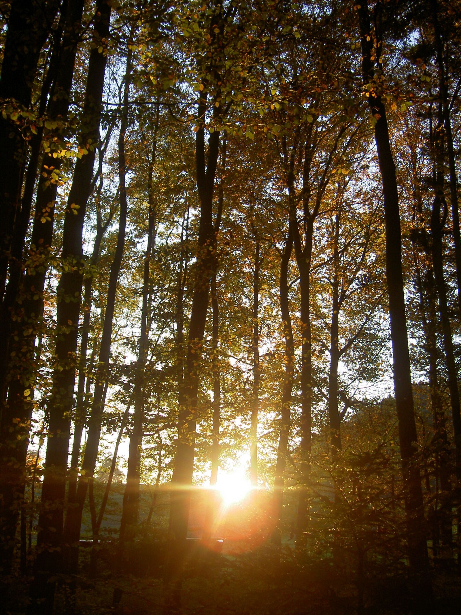 KONICA MINOLTA DiMAGE G600 sample photo. Forest, autumn, sunset photography